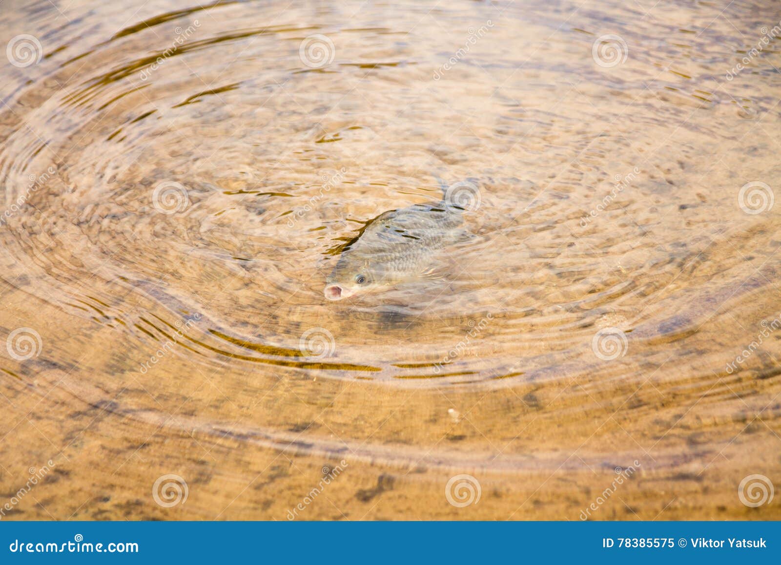 Fish breathe water. stock image. Image of breathing, fishing 78385575