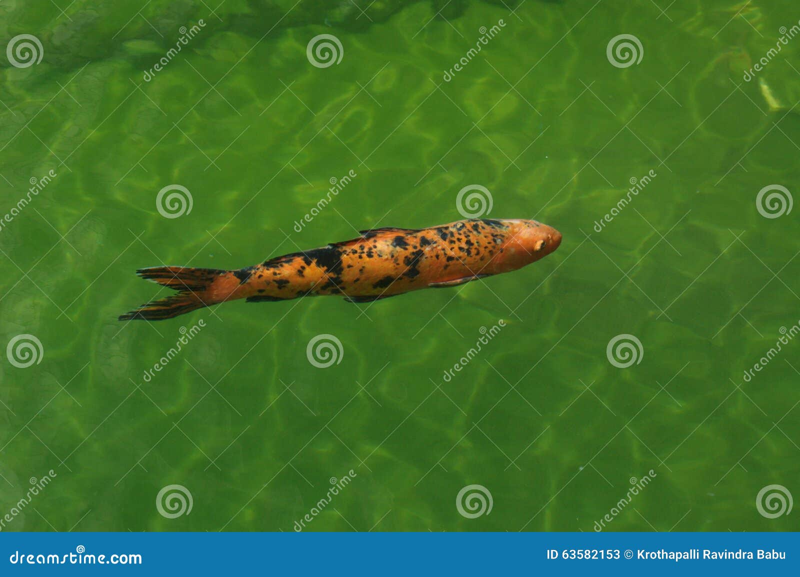 Fish Breeding in Fish Tank stock image. Image of glass 63582153