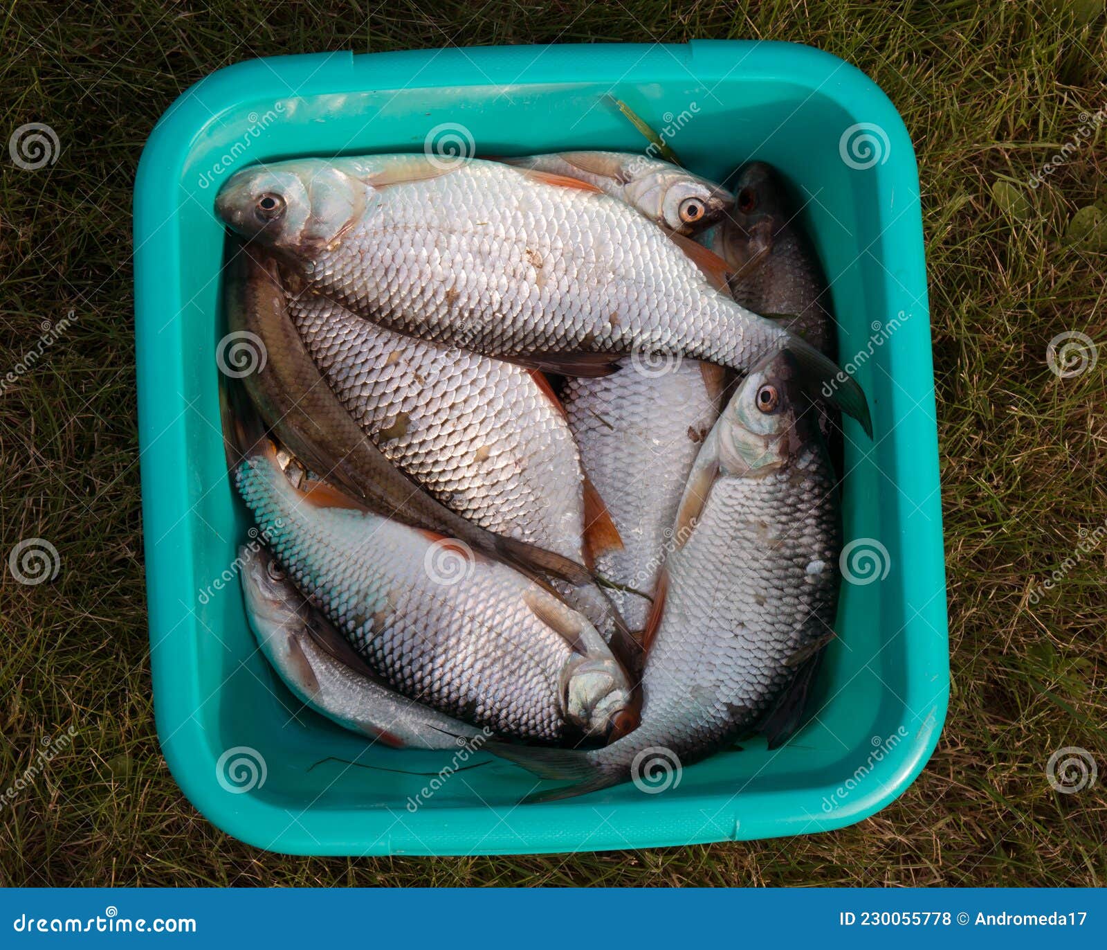 Fish in a Bucket, Bucket Full of Fish, Fishing. Roaches in a