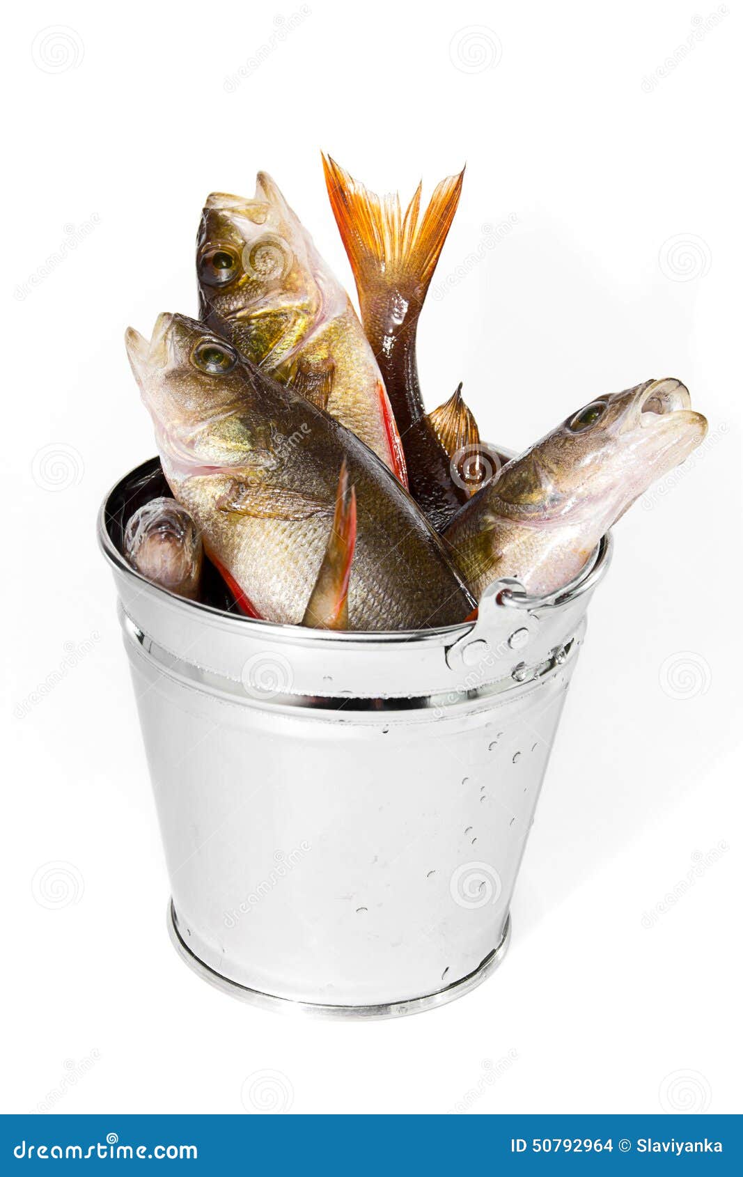 Fish in a Bucket on a White Background Stock Photo - Image of river, fishing:  50792964