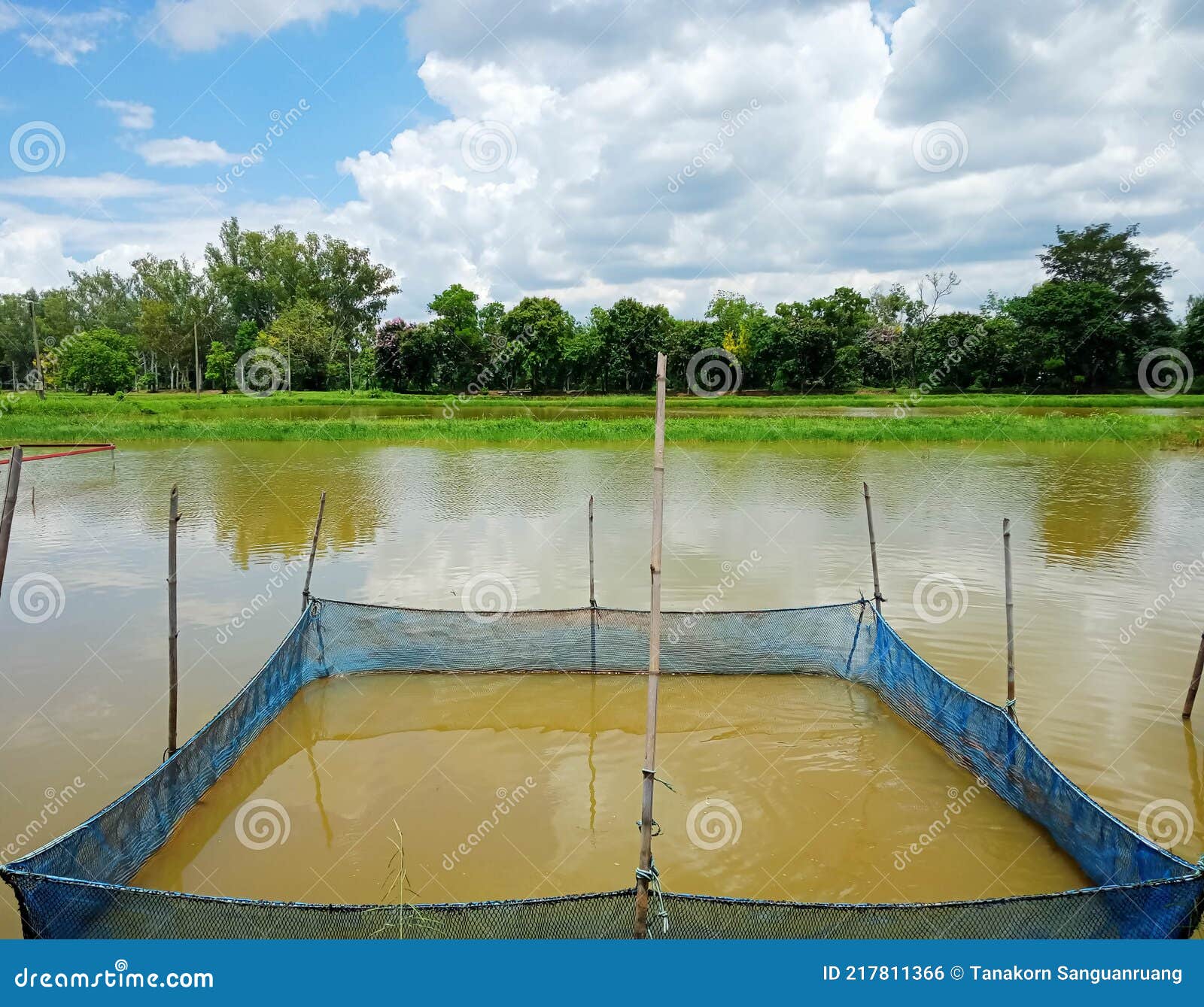 The Tilapia Fish Cage Culture Stock Photo - Image of fishery, asia:  217811366