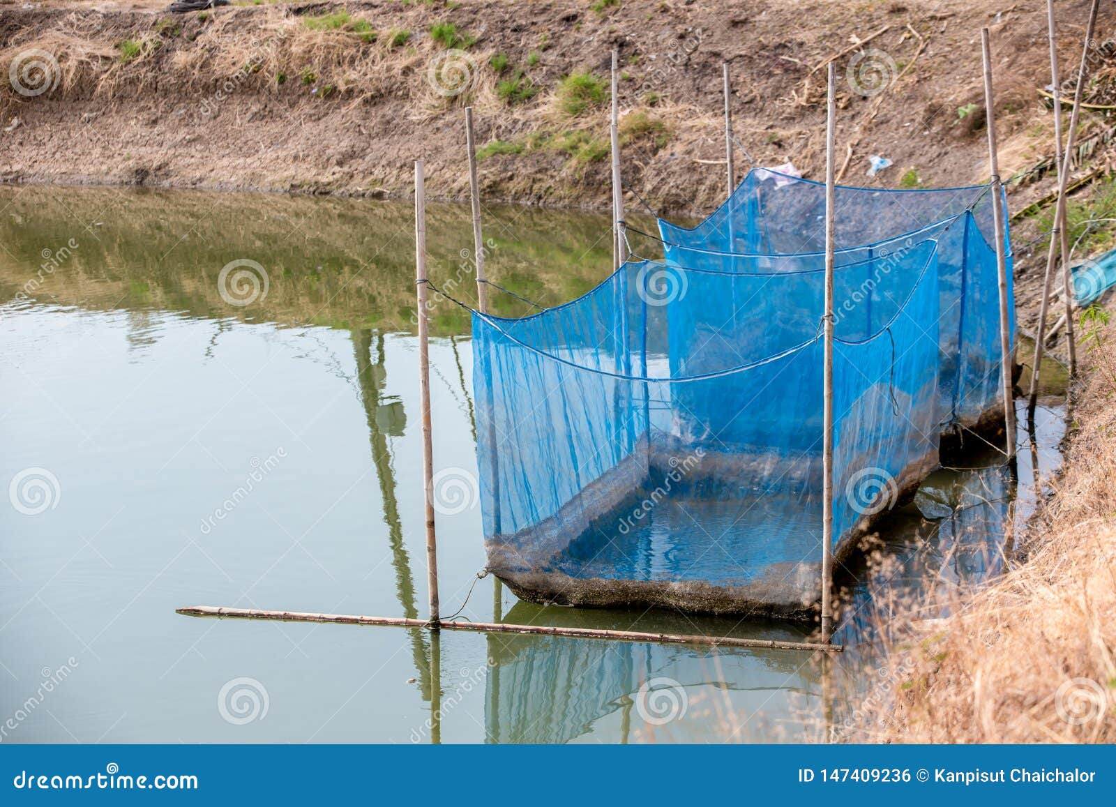 Fish Cage Floating in River Use for Raising Fish, Built with Blue Plastic  Barrels, Iron Pipes, Wood Planks and Net. Stock Photo - Image of fresh,  fishery: 147409236