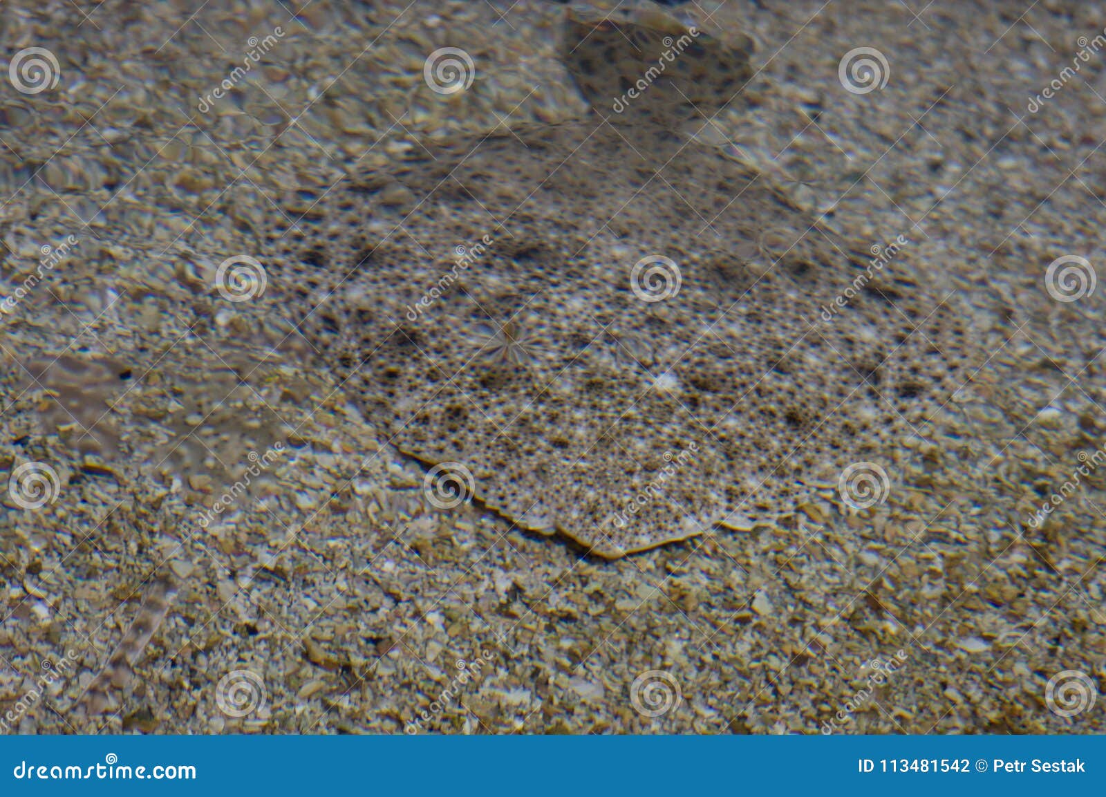 Flat fish camouflage stock photo. Image of abnormal 113481542