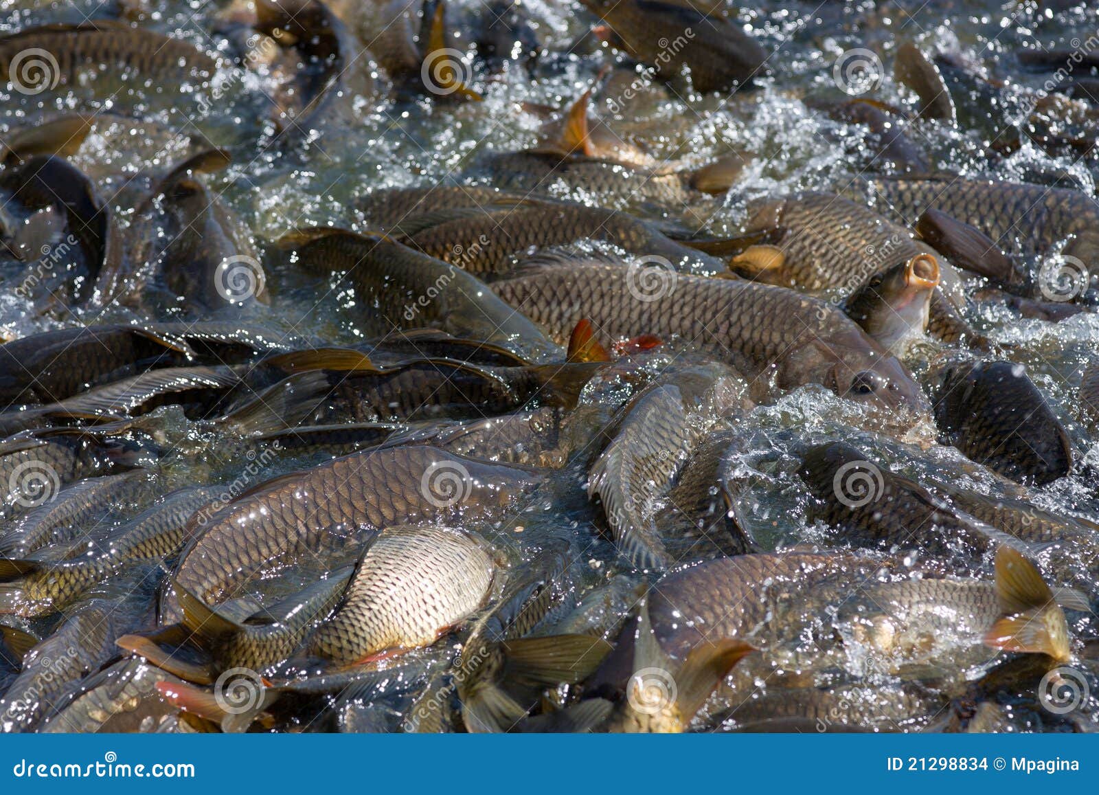 Fish carp stock photo. Image of smell, lake, carp, edible 21298834