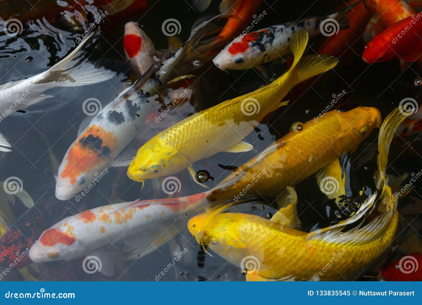 Japan Fish CARP Fancy / Koi in Pond, Japanese National Animal Stock Image -  Image of fancy, outdoors: 133835545