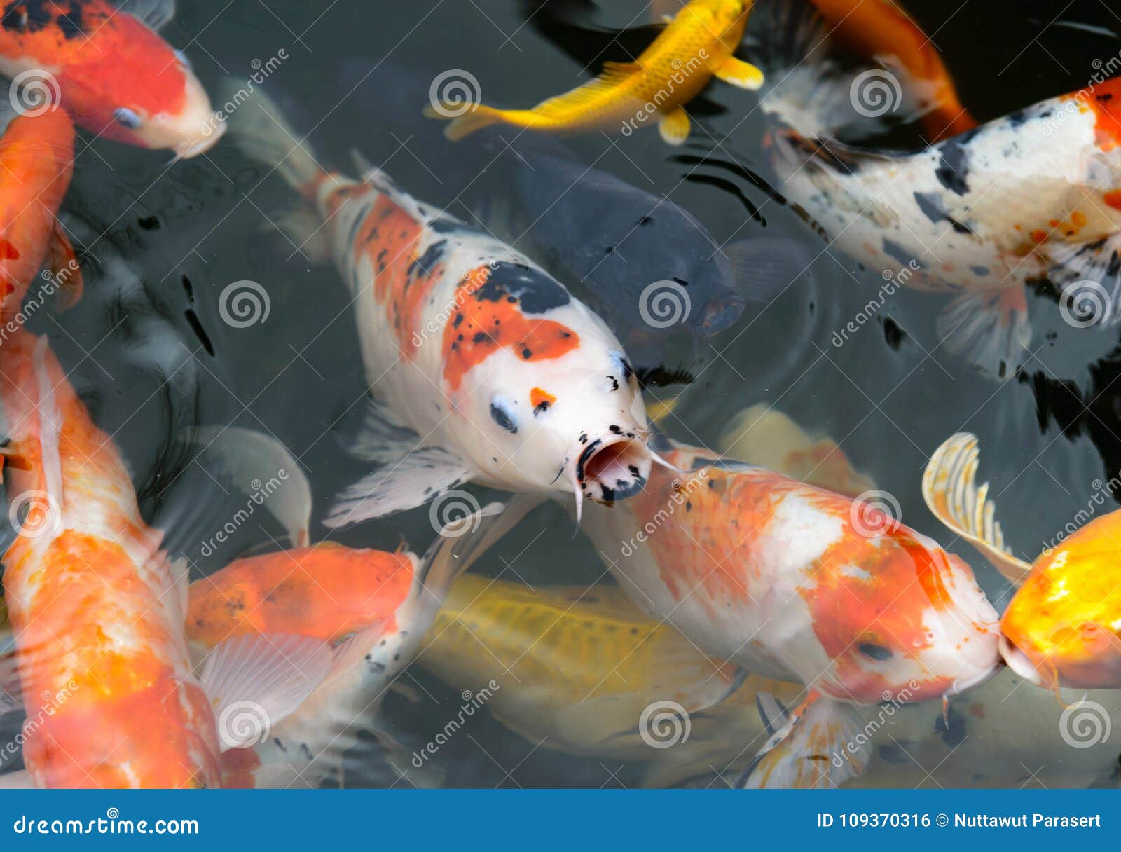 Fish CARP Fancy Fish / Koi in Pond, Japanese National Animal Stock Photo - Image of japanese, food: 109370316 Fish CARP Fancy Fish / Koi in Pond, Japanese National Animal Stock Photo - Image of japanese, food: 109370316