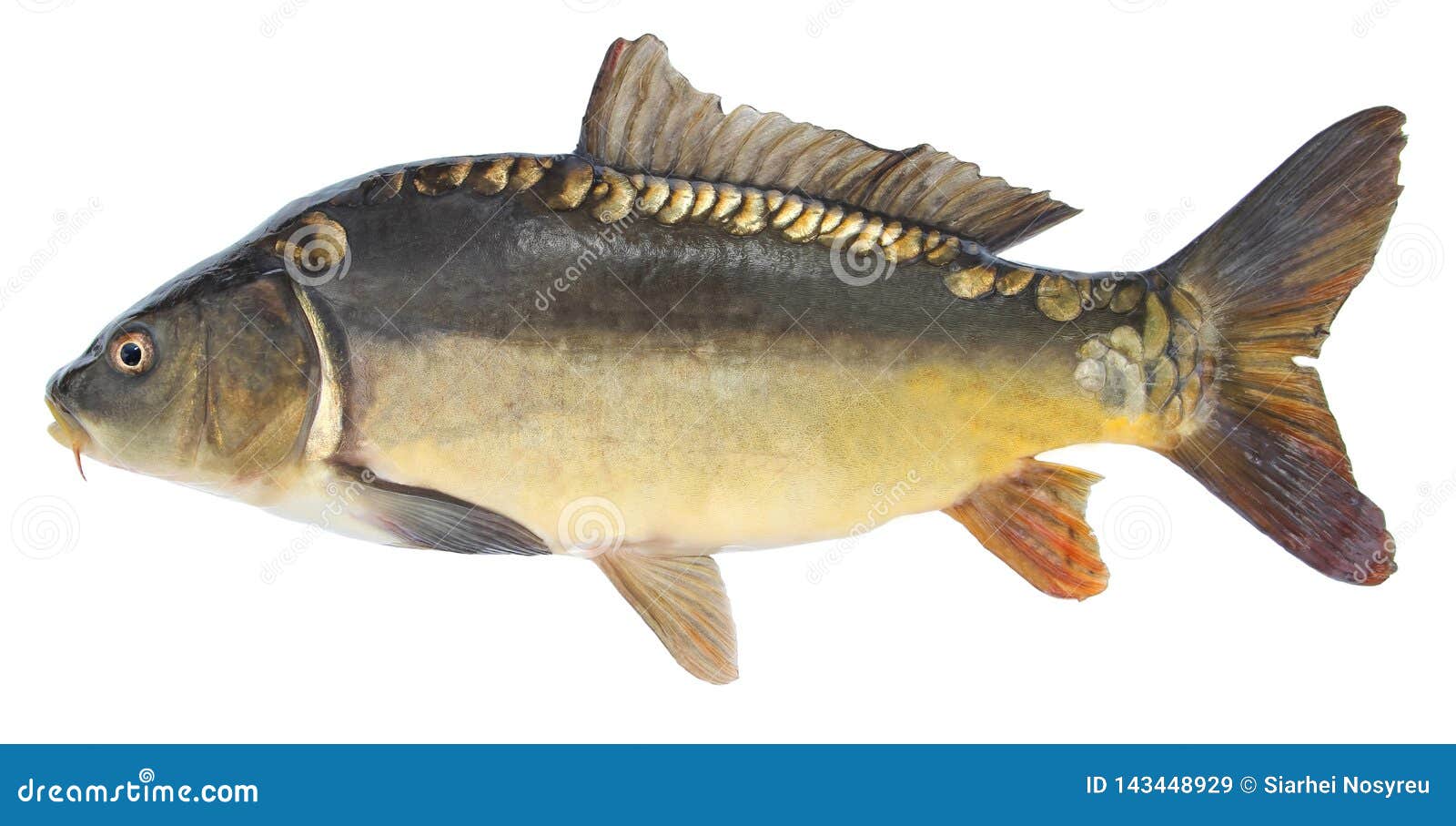 Fish Carp. Freshwater Fish Without Scales Stock Image