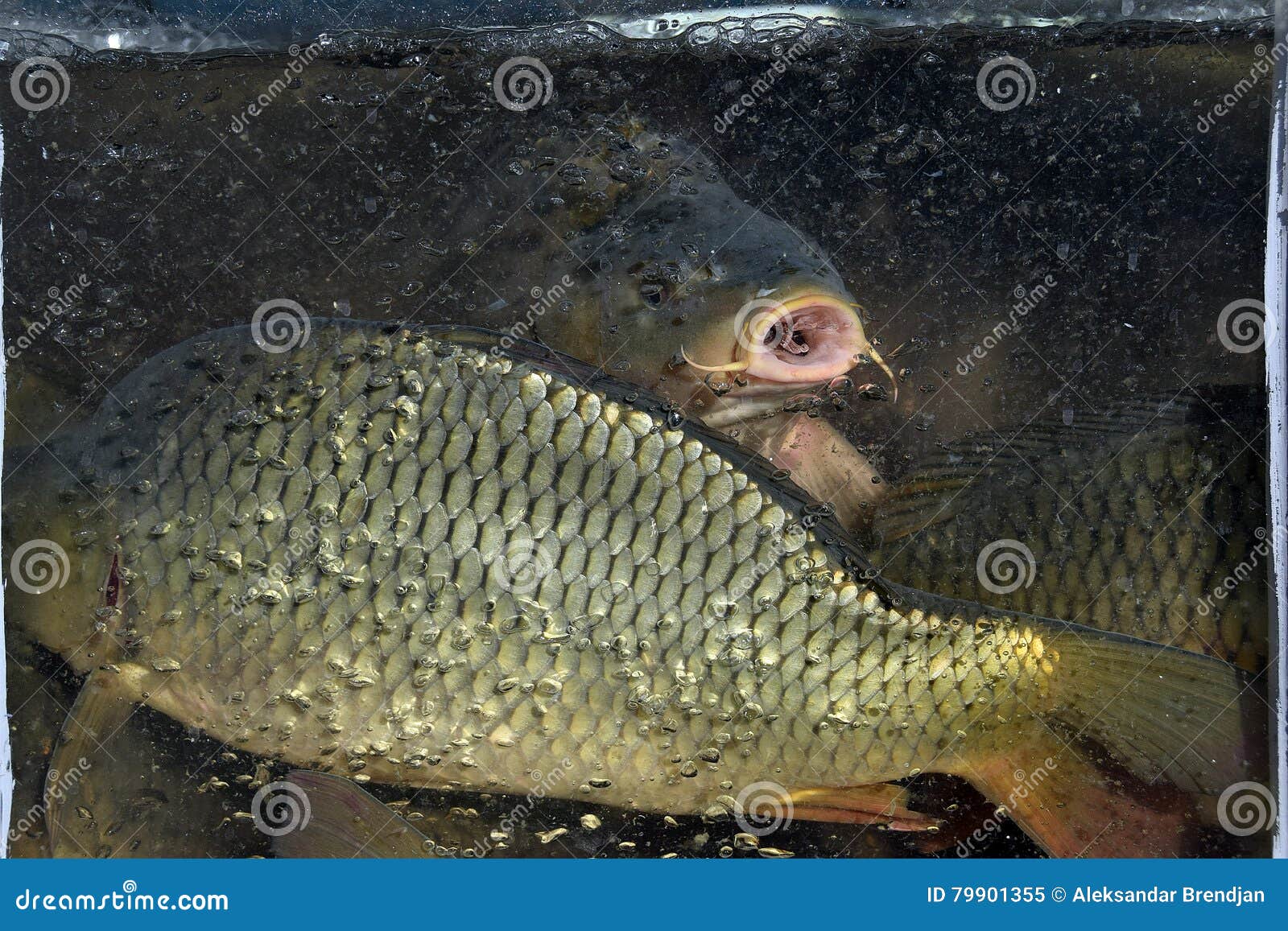 The Fish, Carp, for Sale in the Aquarium Stock Image Image of post