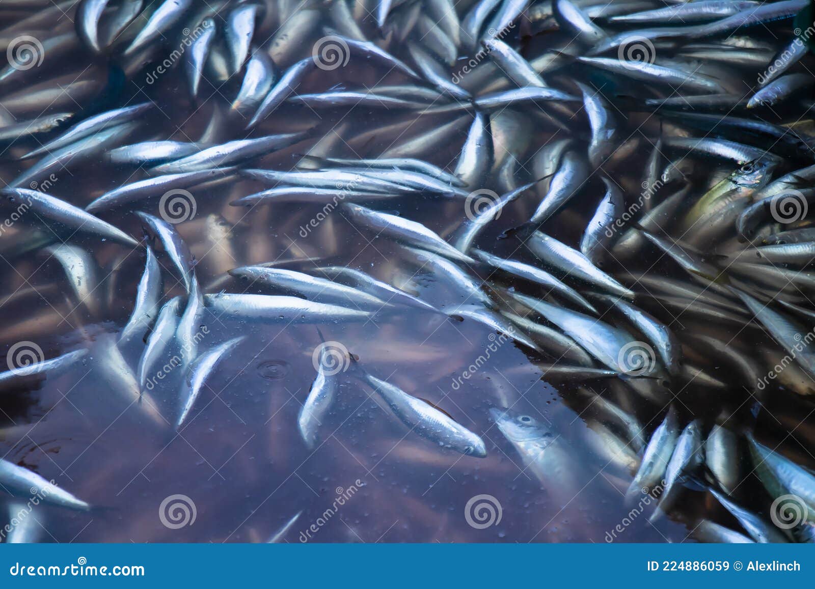 Fish Catch Floating in a Sea Water Container, Closeup Stock Image