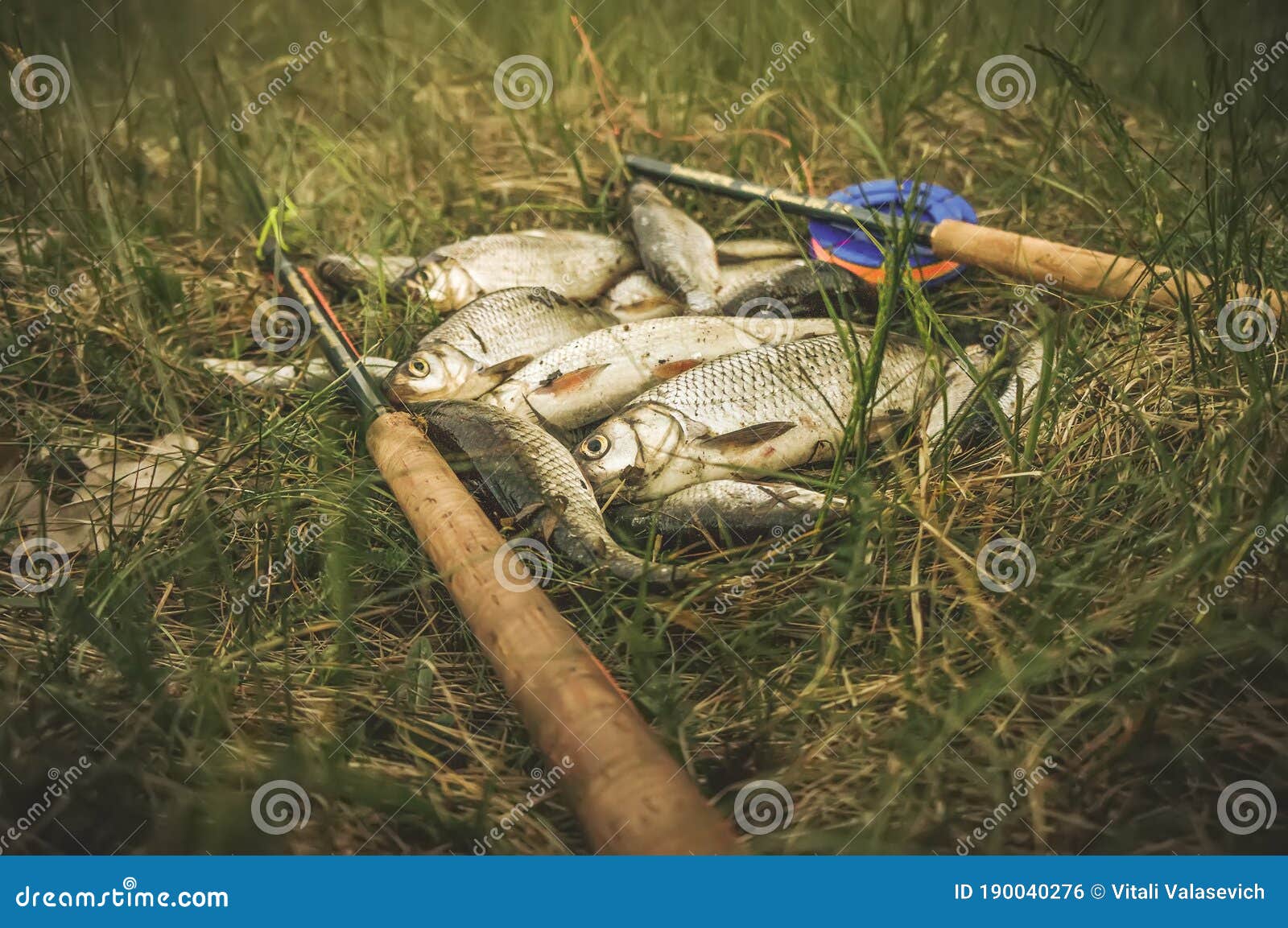 Fish catch. Fly fishing stock photo. Image of fisherman 190040276