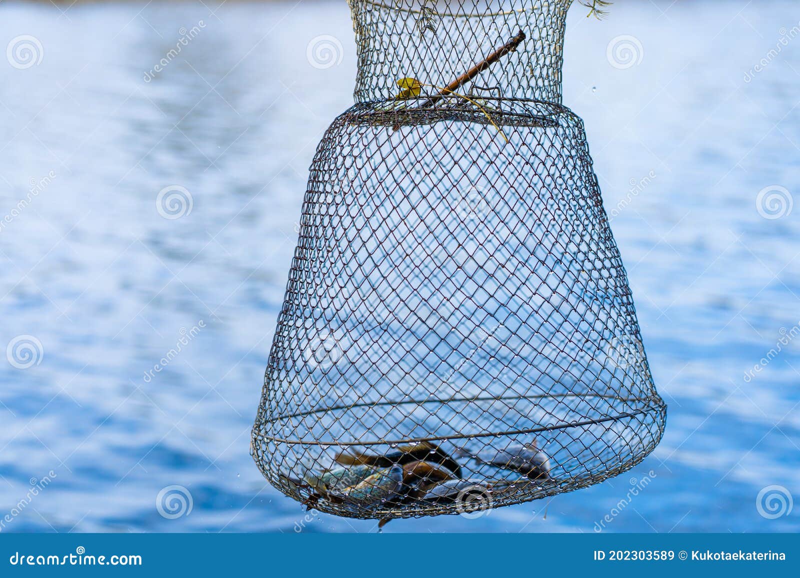 Fish Catch in a Net Box. Fishing Hobby and Leisure Stock Image