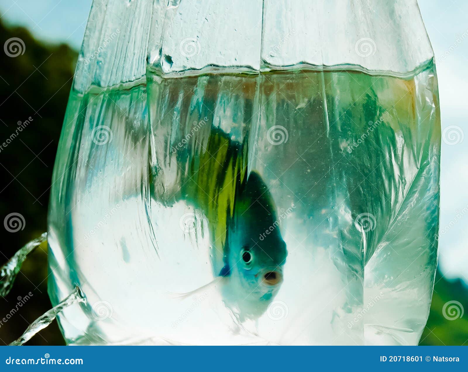 Fish Caught In A Clear Plastic Bag Stock Image Image of water, caught
