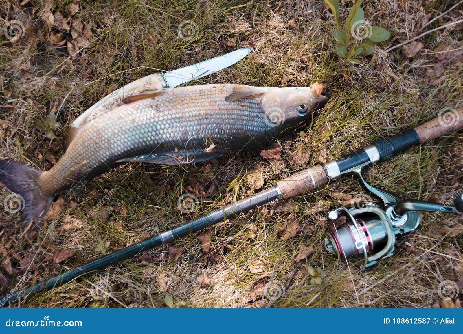 Fish Caught by Fly Fishing Tackle. Survival in Hikes. Grayling Stock Image  - Image of mountain, survival: 108612587