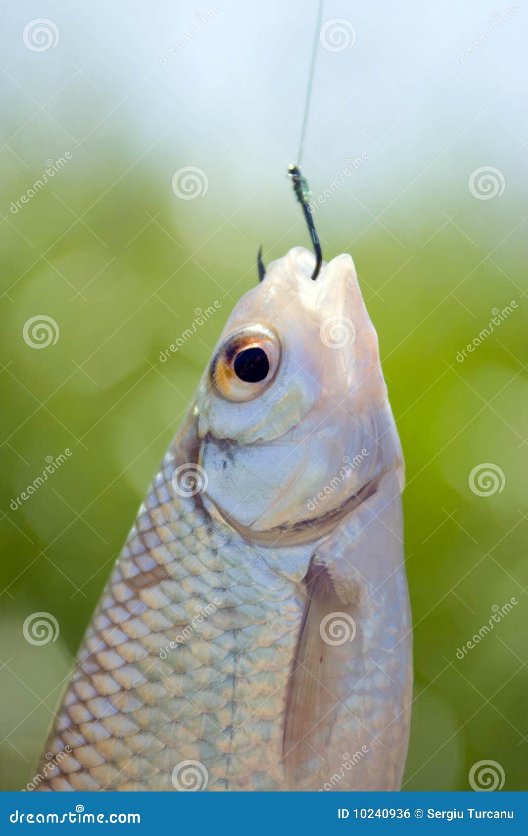 Roach Caught Fish Hanging On A Fishing Line Stock Photo, Picture and  Royalty Free Image. Image 134363333., Fishing Line For Hanging 