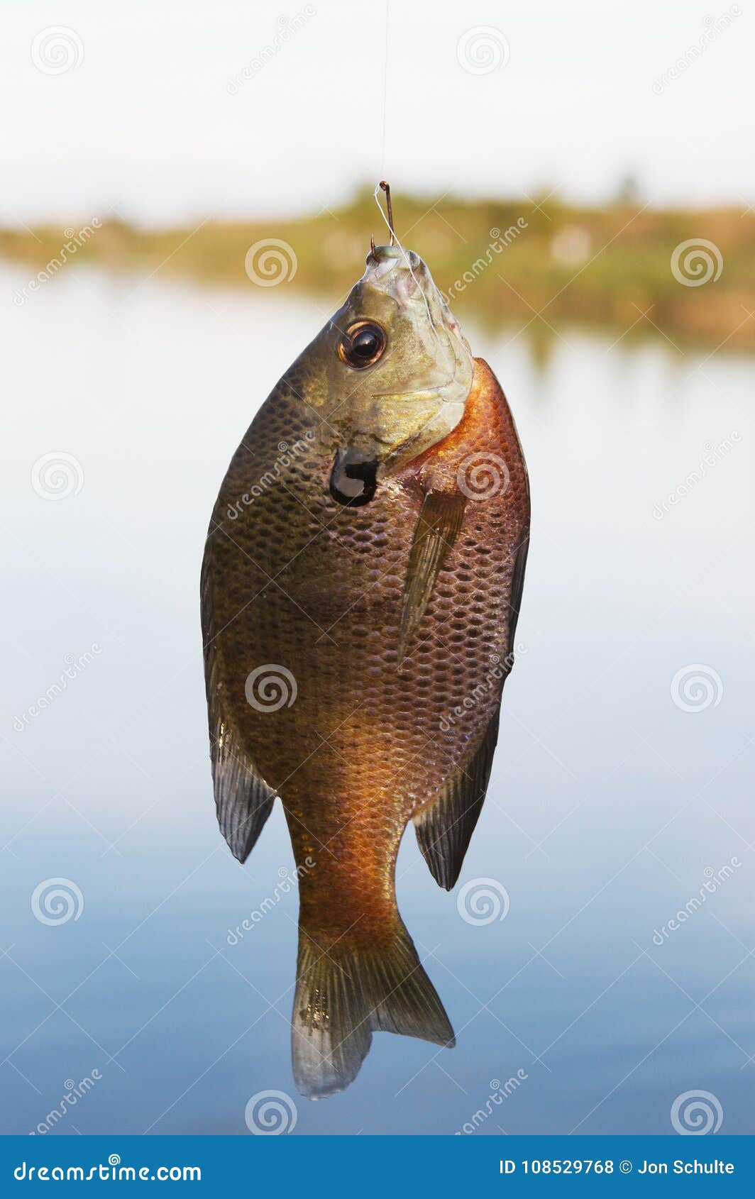 A caught fish on hook stock photo. Image of hook, caught - 108529768