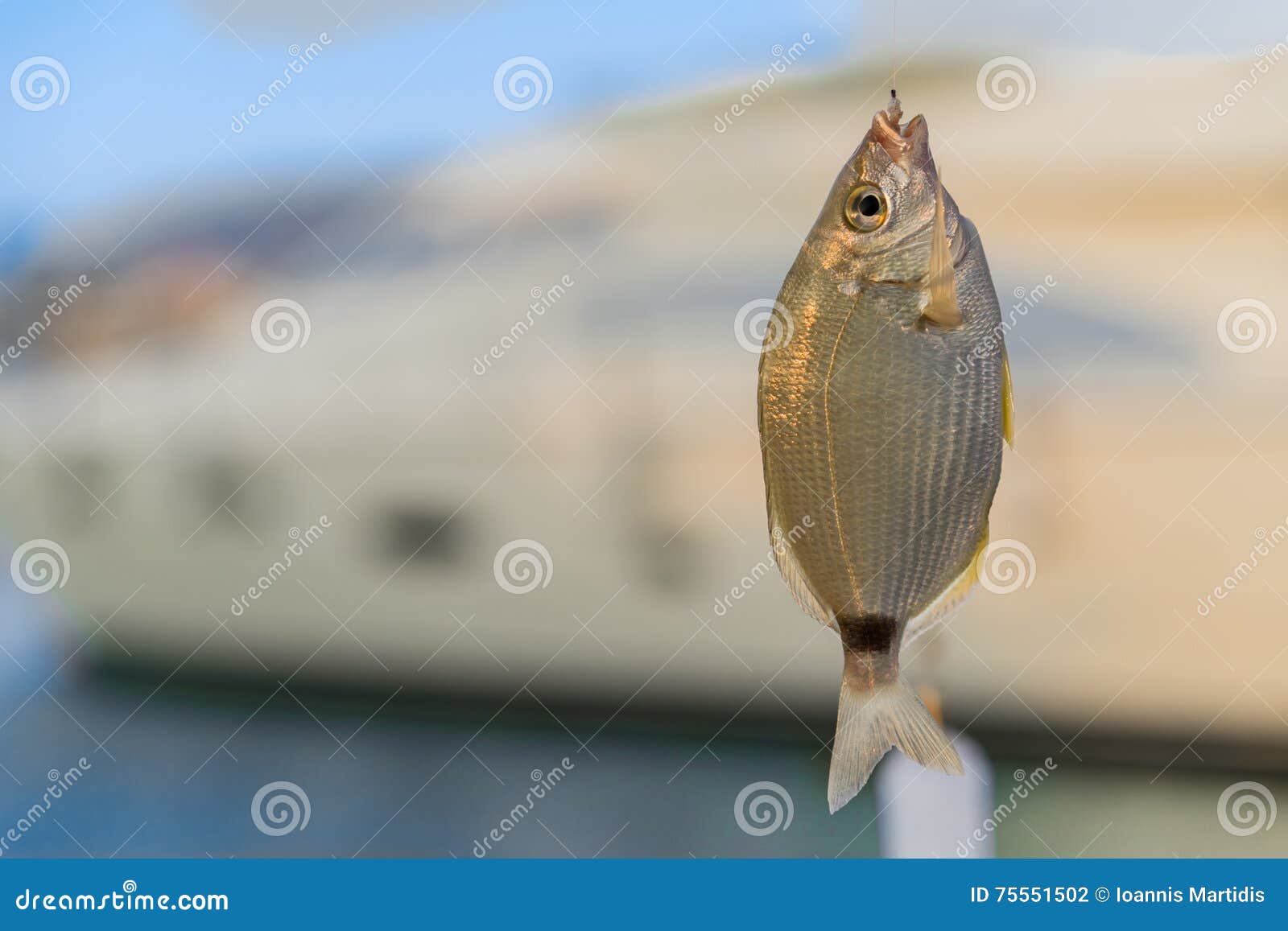 Fish Caught on a Hook. the Saddled Seabream (Oblada Melanura) Stock Photo -  Image of hook, marine: 75551502