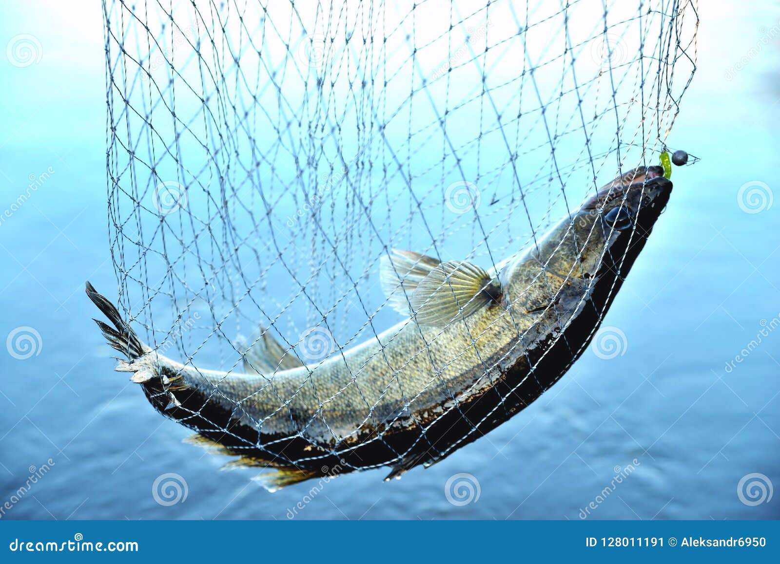 Fish Caught in the Net Against the Background of Water, Zander