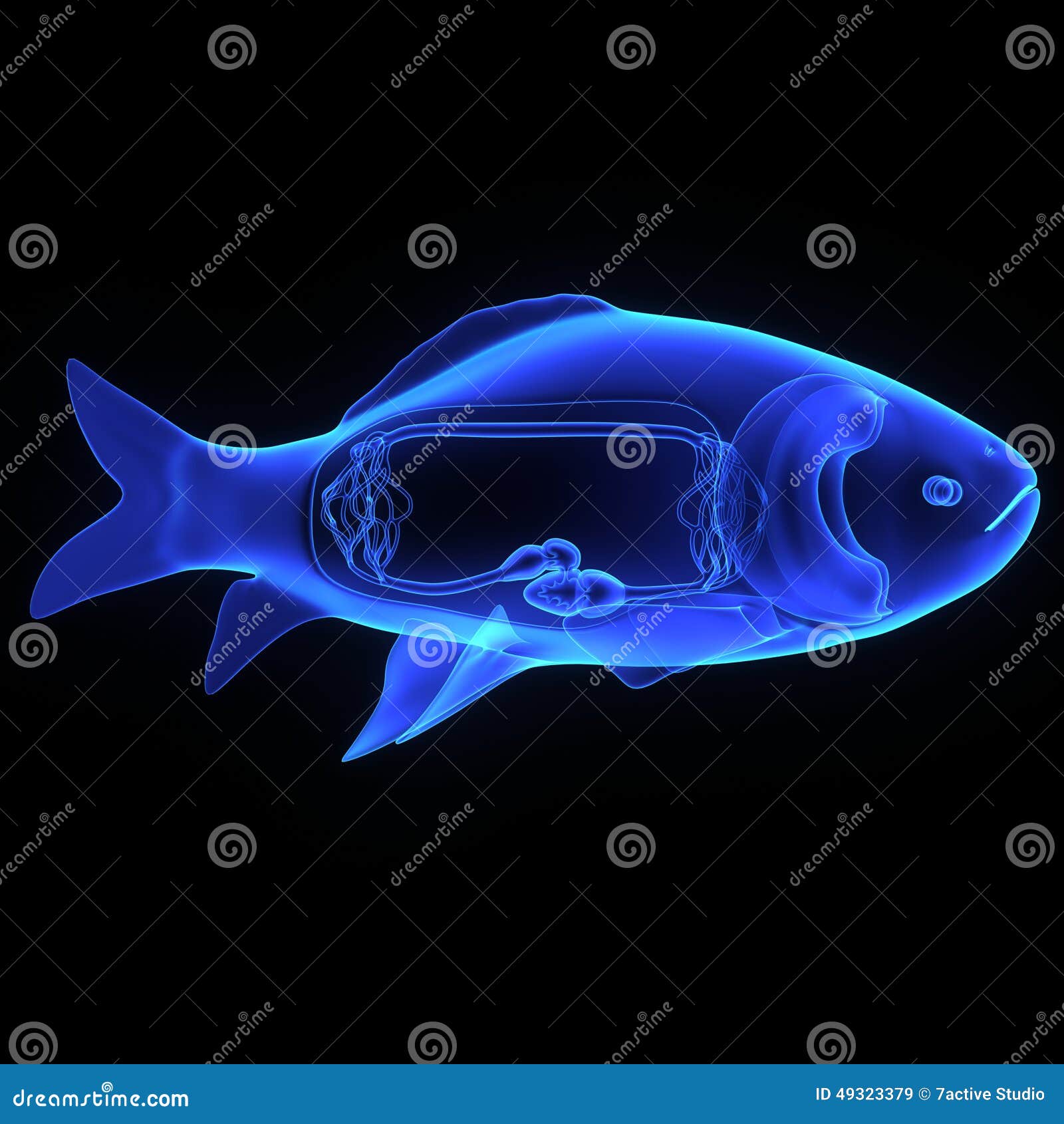 Fish circulatory system stock illustration. Illustration of freshwater