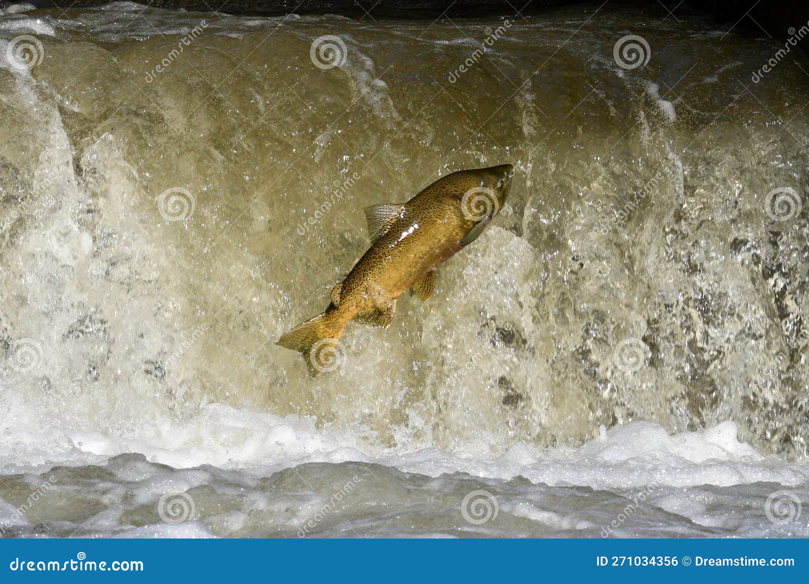 Fish Climbing a Fish Ladder Stock Photo Image of spawning, splashing