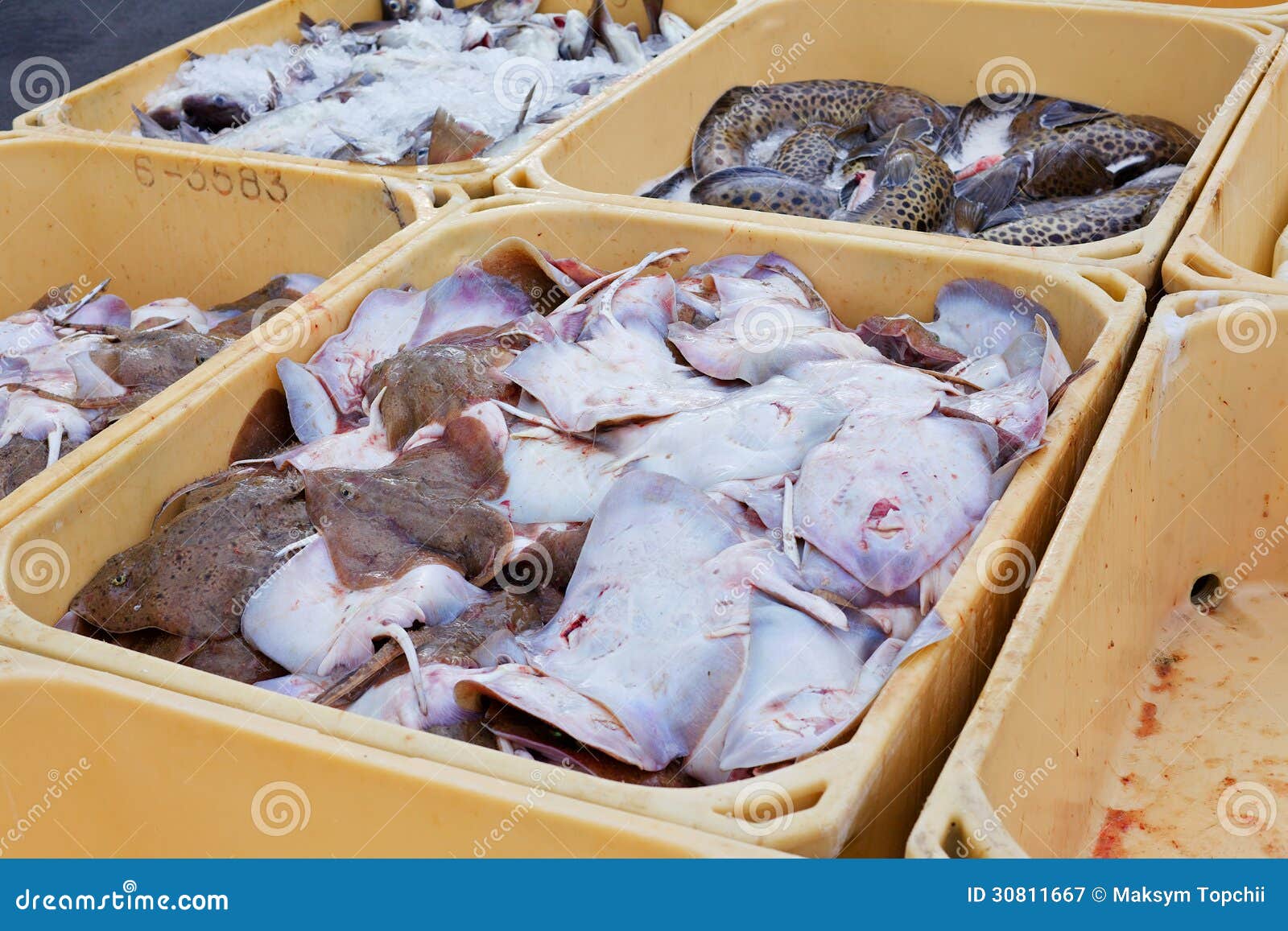 https://thumbs.dreamstime.com/z/fish-containers-large-plastic-fishing-ice-iceland-harbor-30811667.jpg