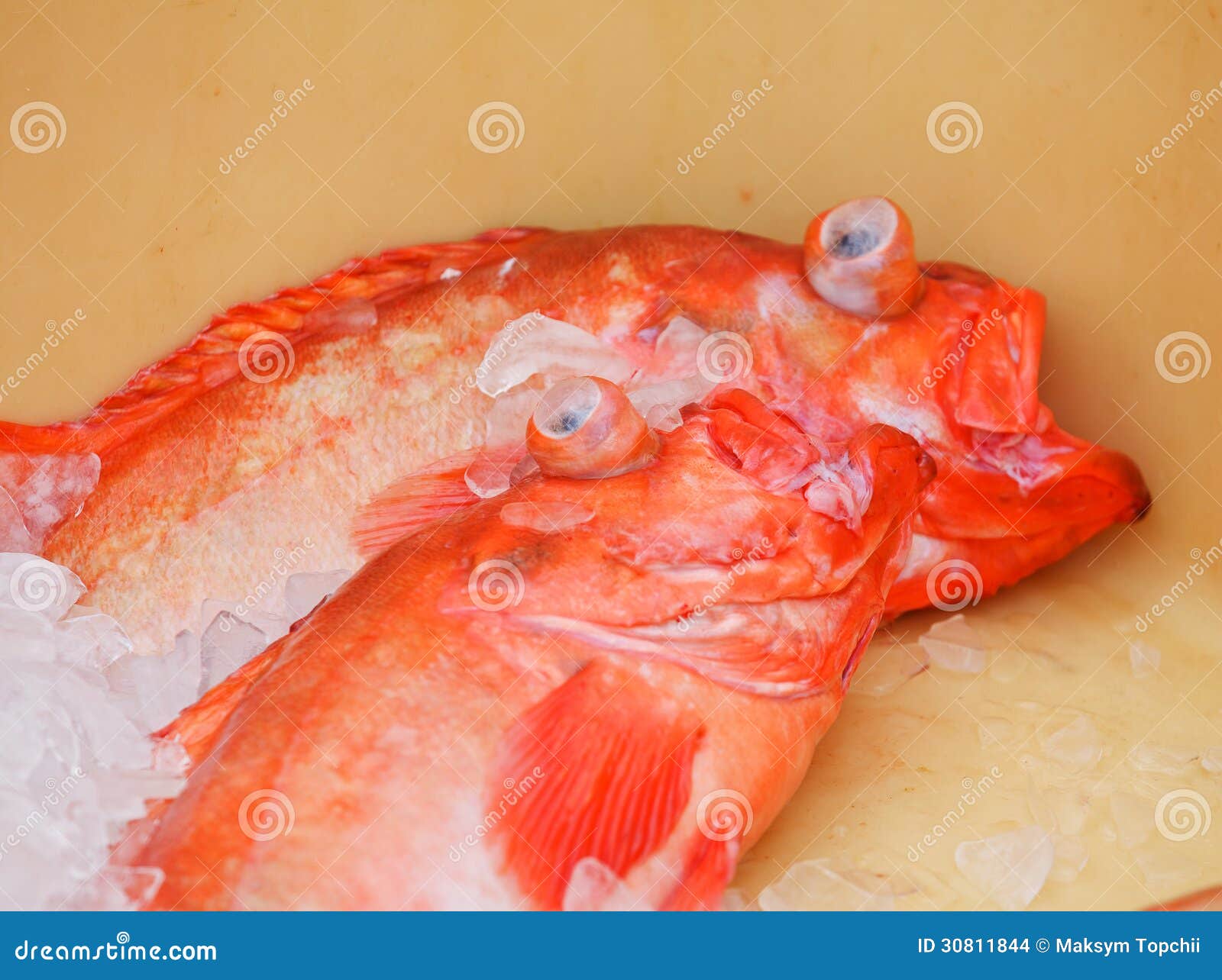 Fish in containers stock photo. Image of catch, cold - 30811844