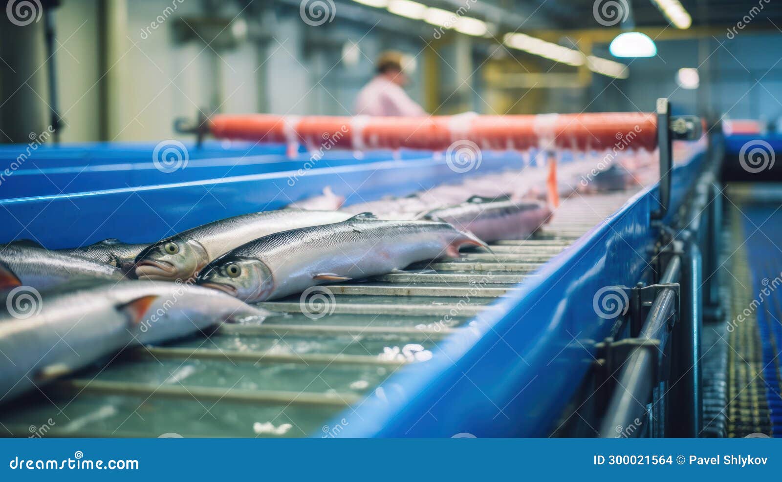 Fish Conveyor, Fish Processing Plant Stock Photo Image of mass, blue