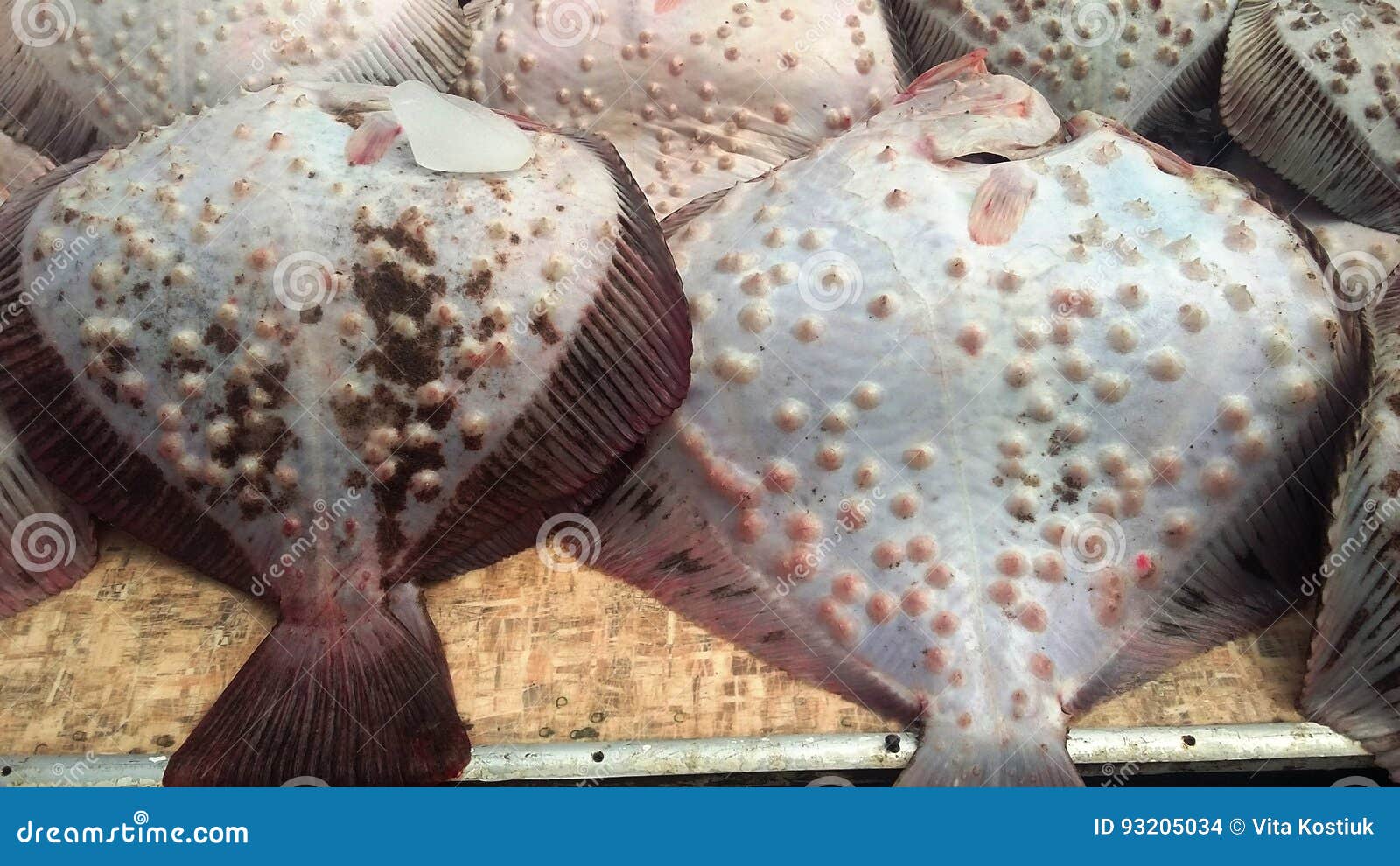 Fish on the counter. stock photo. Image of delicacy, ocean 93205034