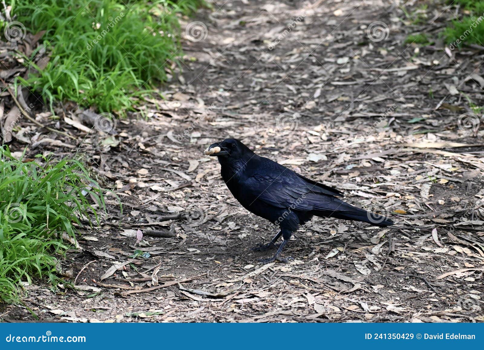 fish crow corvus ossifragus, 7.