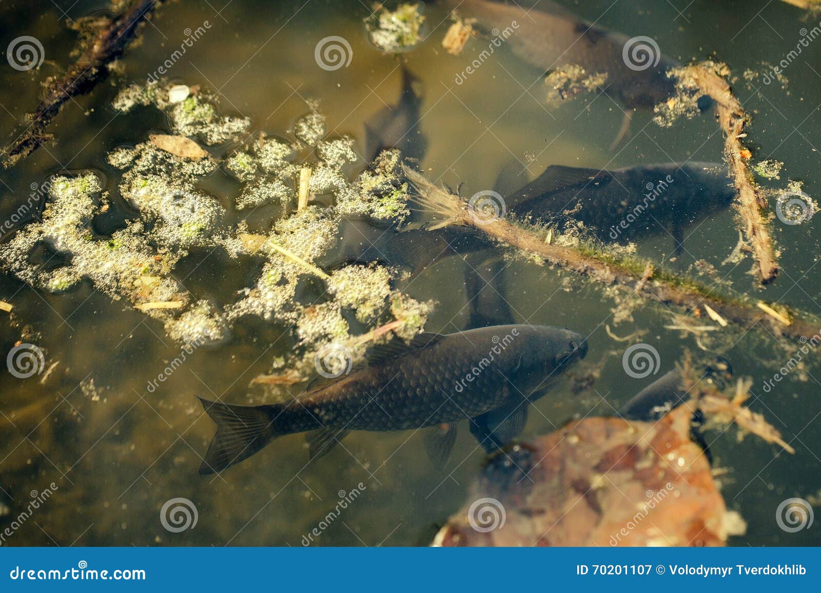 Fish in dirty water stock image. Image of group, closeup 70201107
