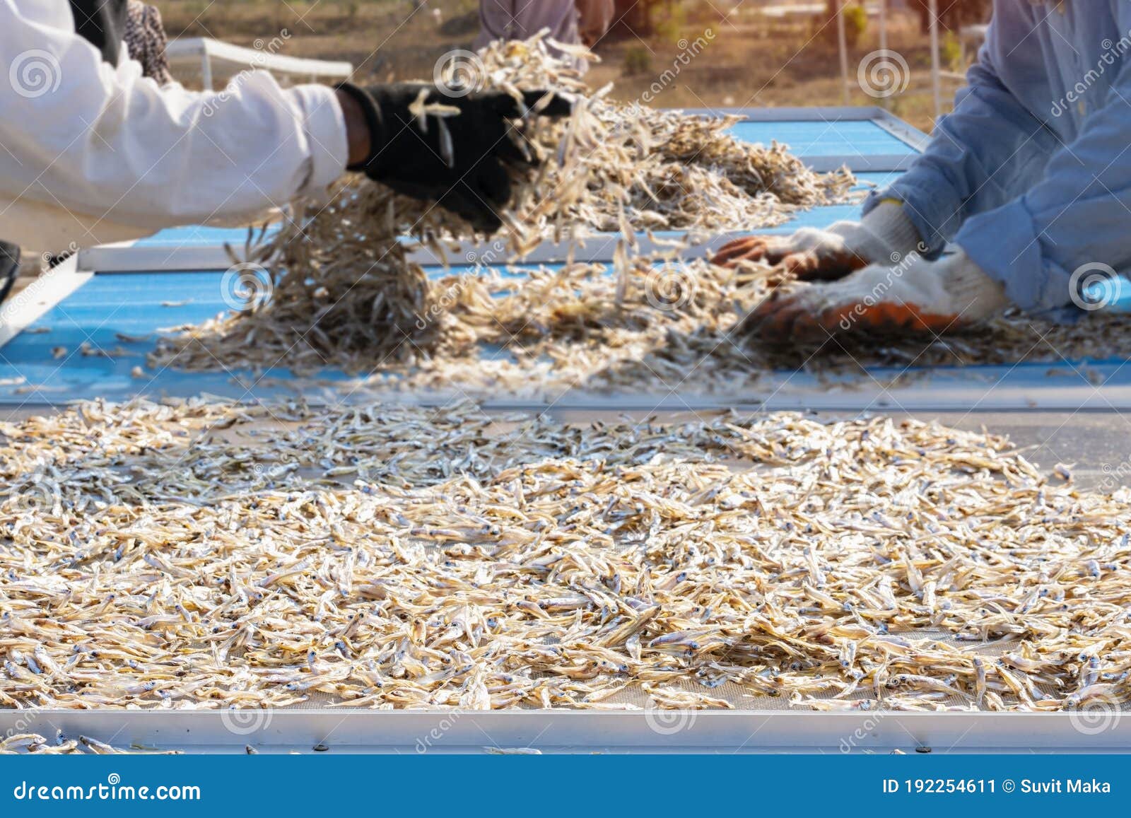 Fish Drying in Outdoor with the Sun Stock Image Image of fishing