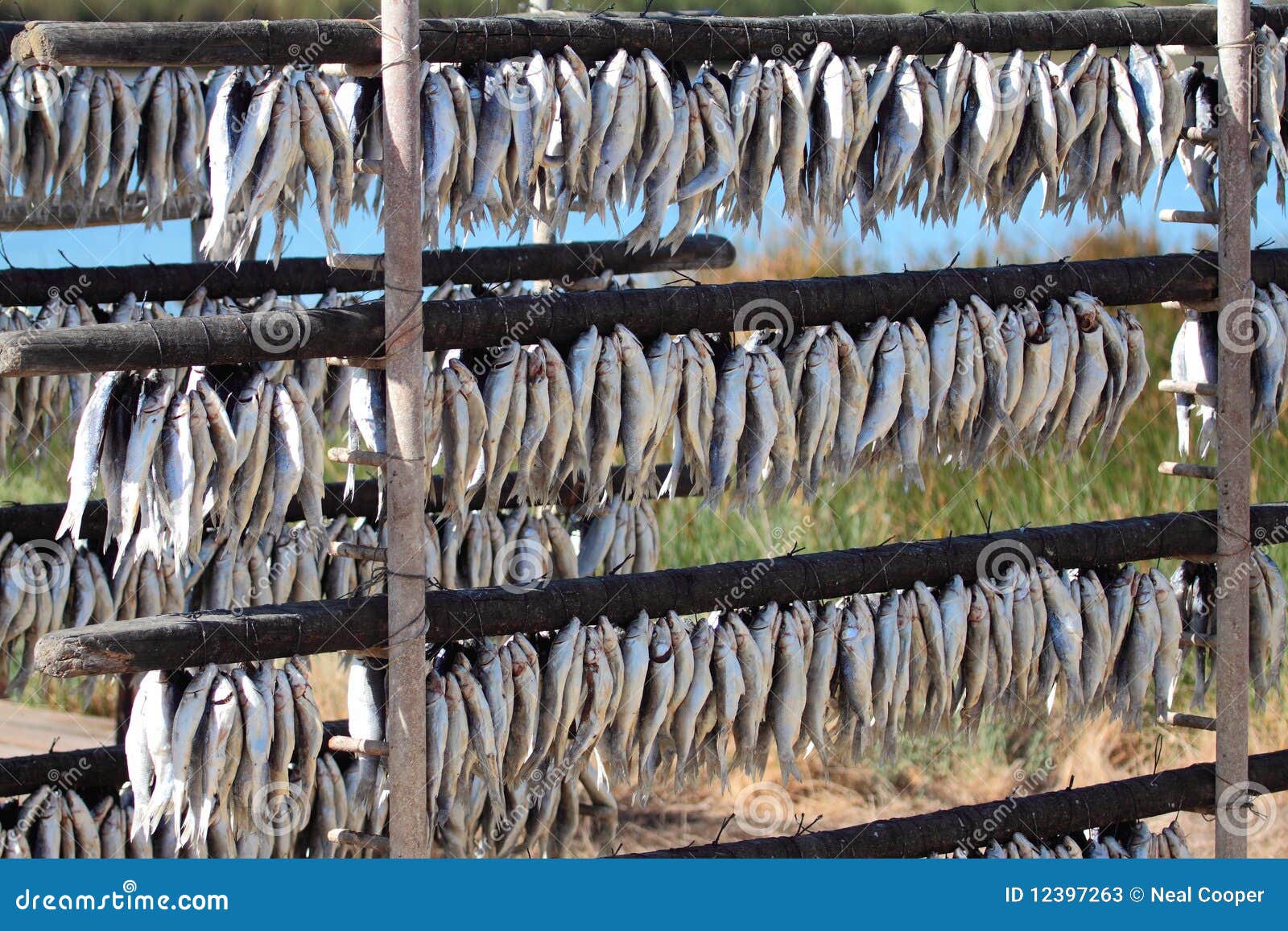 Fish Drying in the sun stock image. Image of mullett - 12397263