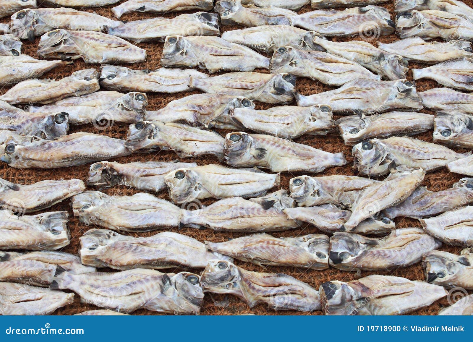 Fish Drying In The Sun Stock Photo Image Of Heat Cracked 19718900