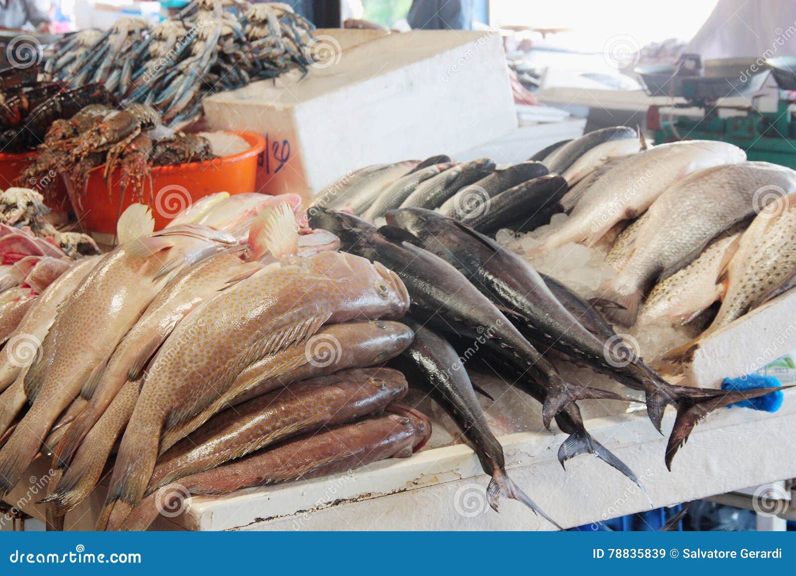 Fish at the Dubai Fish Market Stock Image Image of eating, grocery 78835839