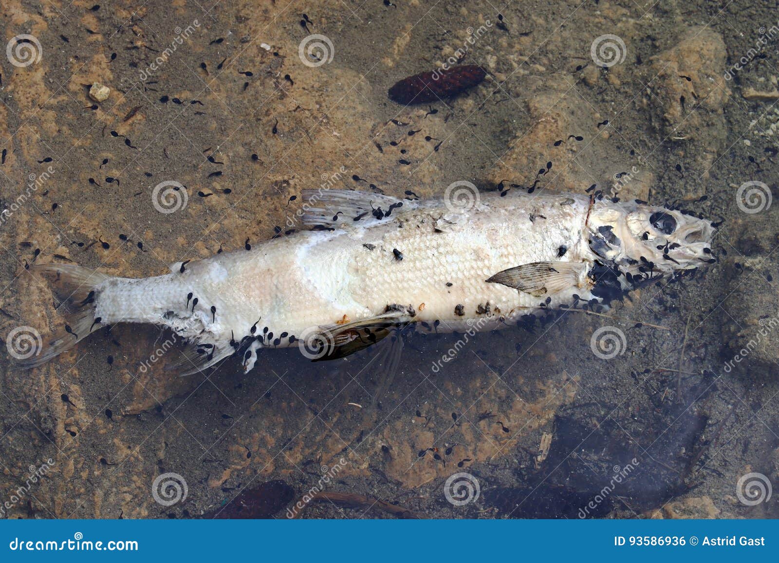 Fish Dying through Smelly Water Stock Photo Image of danger, refuse