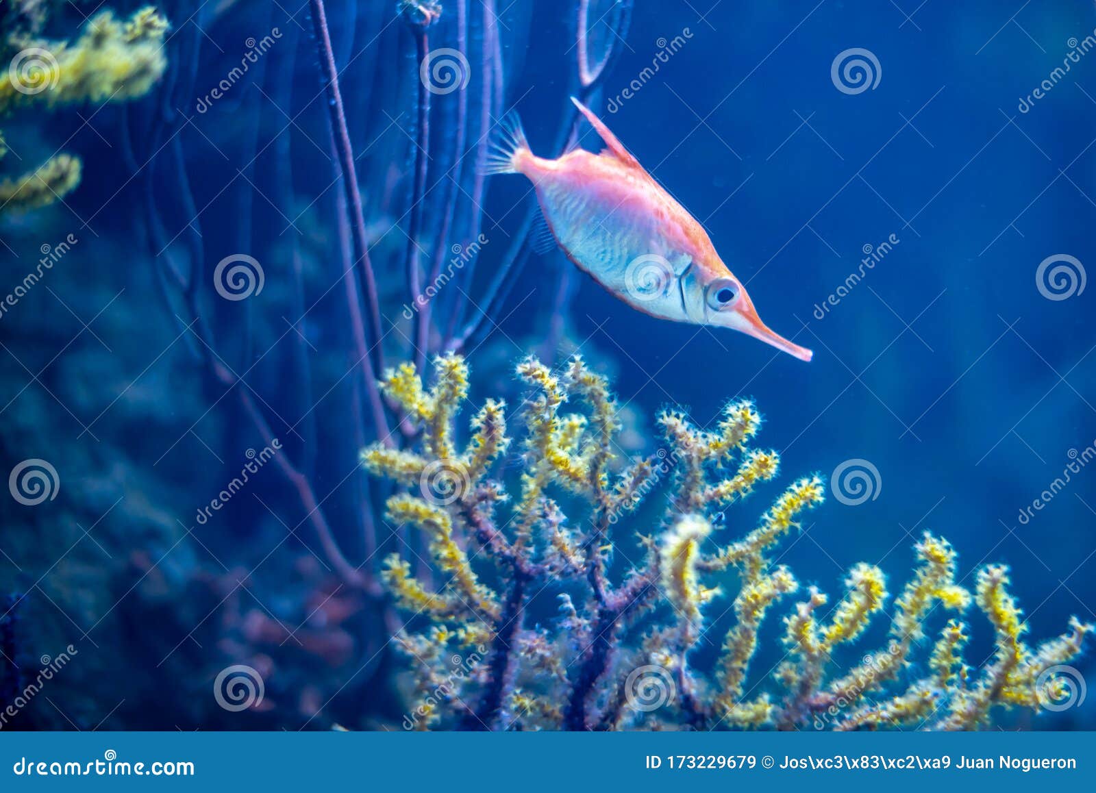 Fish Eating in the Aquarium Stock Image Image of education, natural