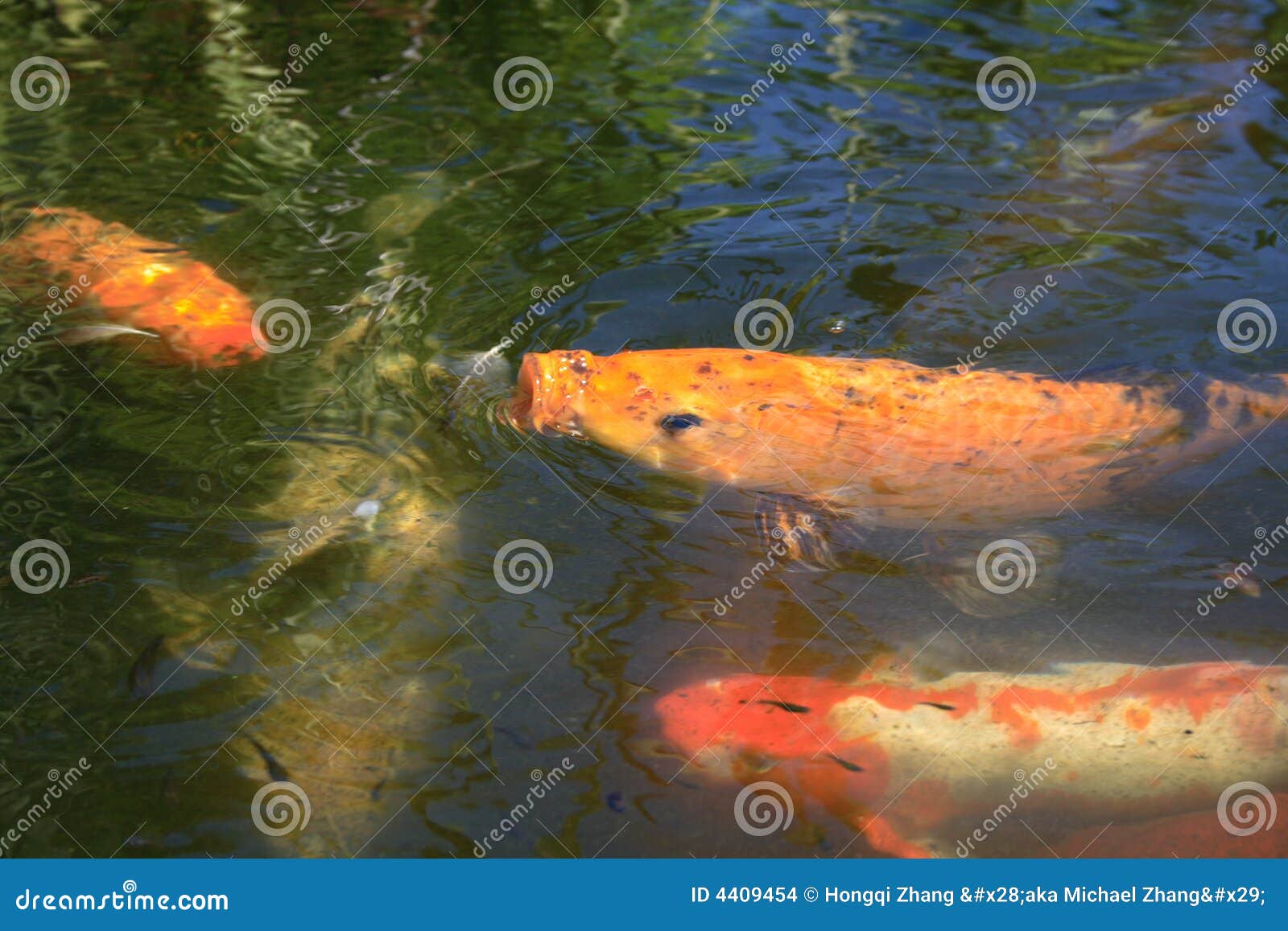 Fish eating insects stock photo. Image of insect, decor 4409454