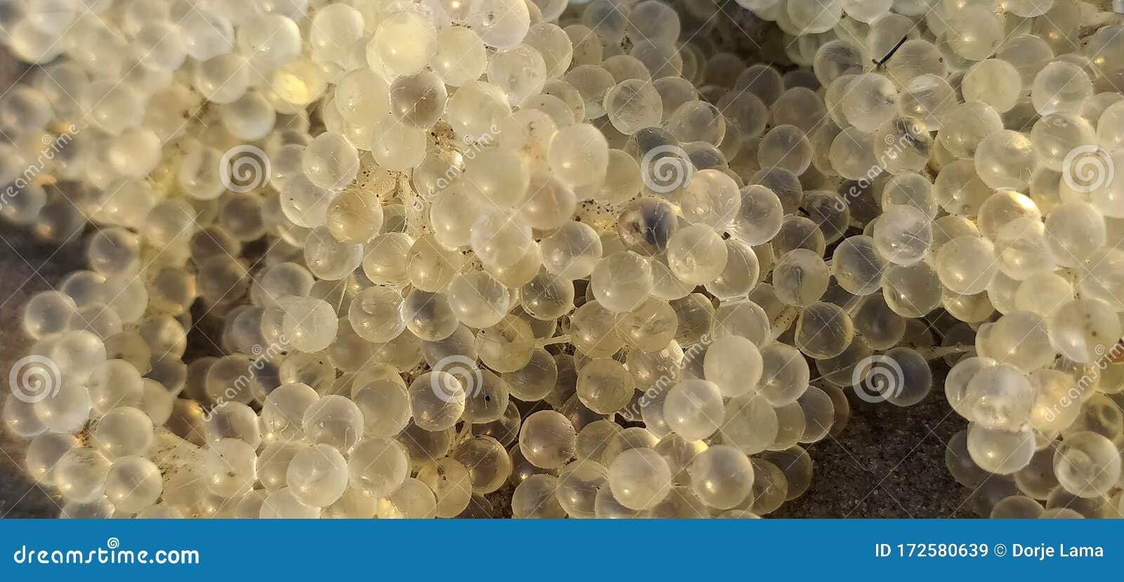 Fish Eggs Close Up in the Beach with Morning Sunlight Stock Image