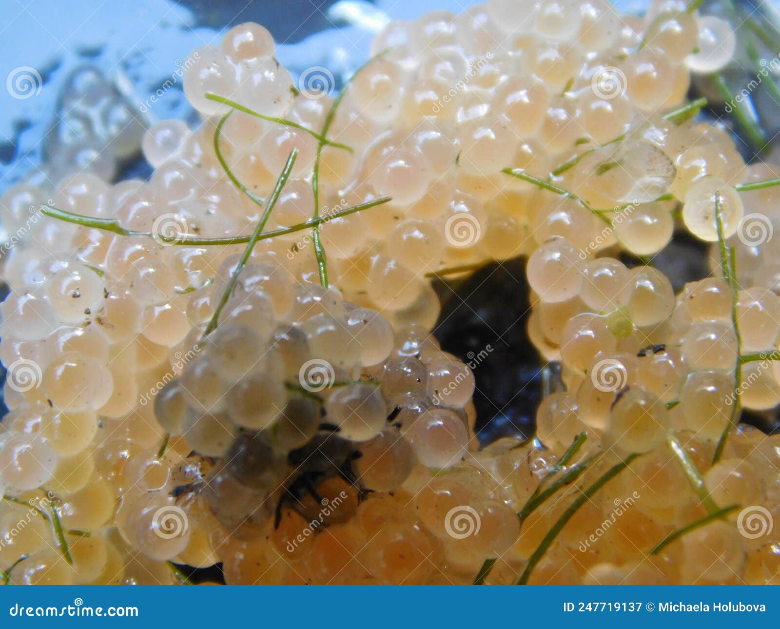 Fish Eggs Female Reproductive Cells Stock Image - Image of dermal,  ichthyology: 247719137