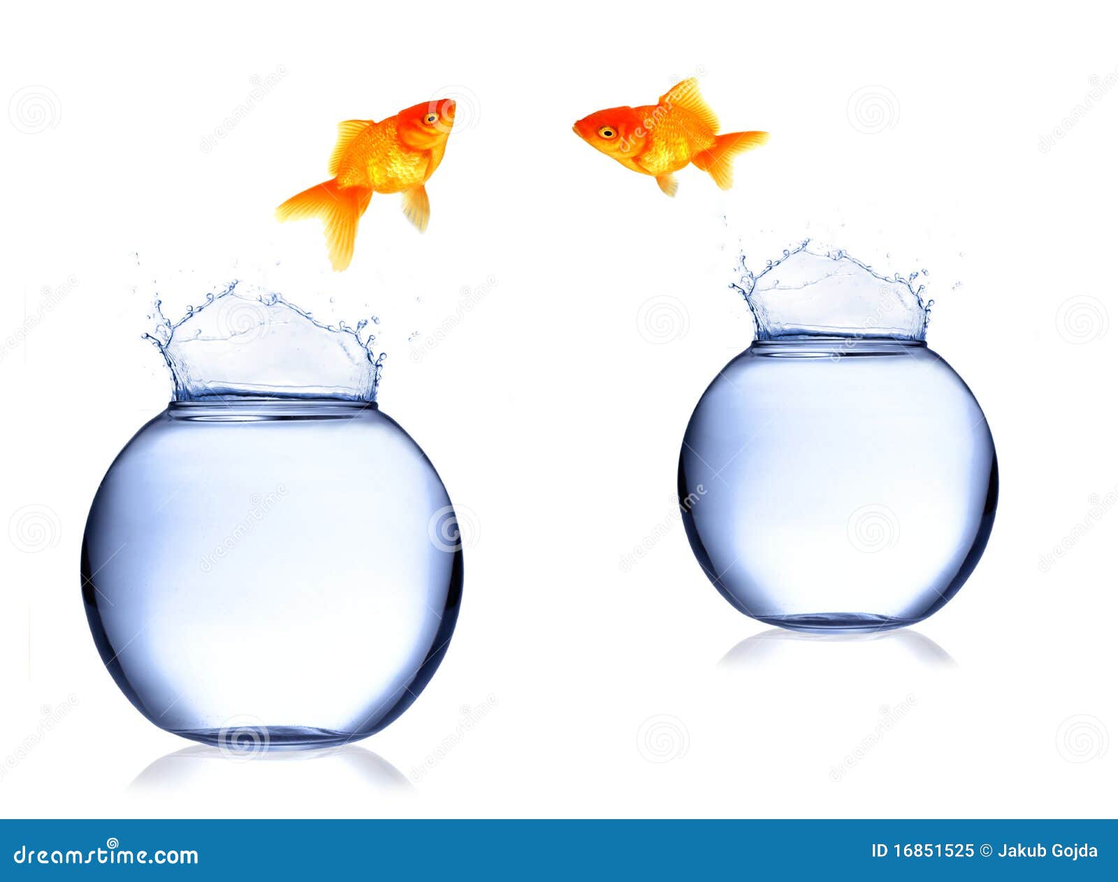 Fish Exchange stock image. Image of goldfish, fishbowl 16851525