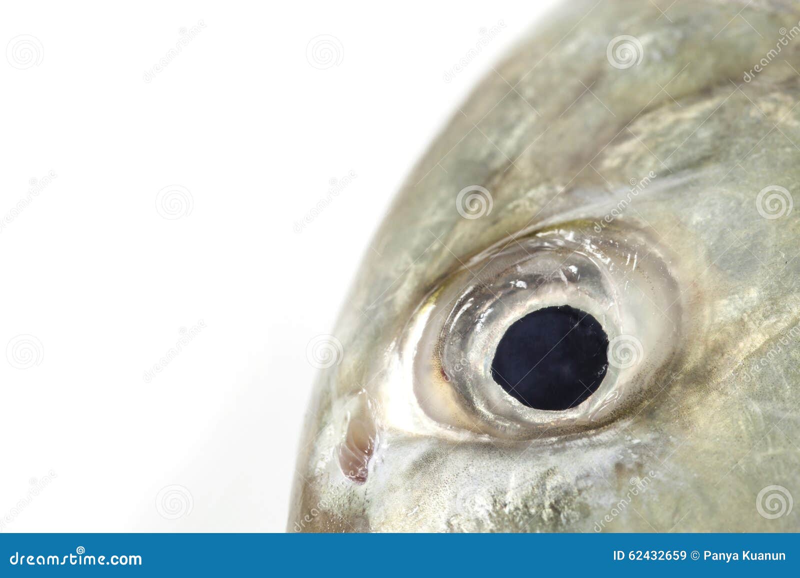 Fish Eye CloseUp ,isolated on White Background. Stock Image Image of kingfish, butterflyfish