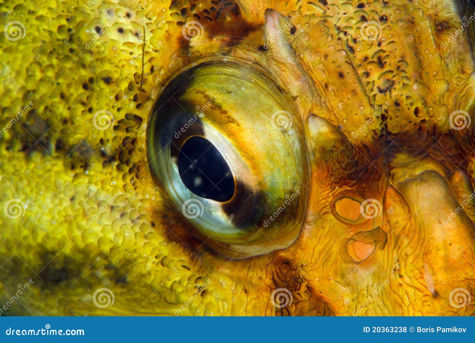 Fish eye closeup stock photo. Image of animal, macro 20363238