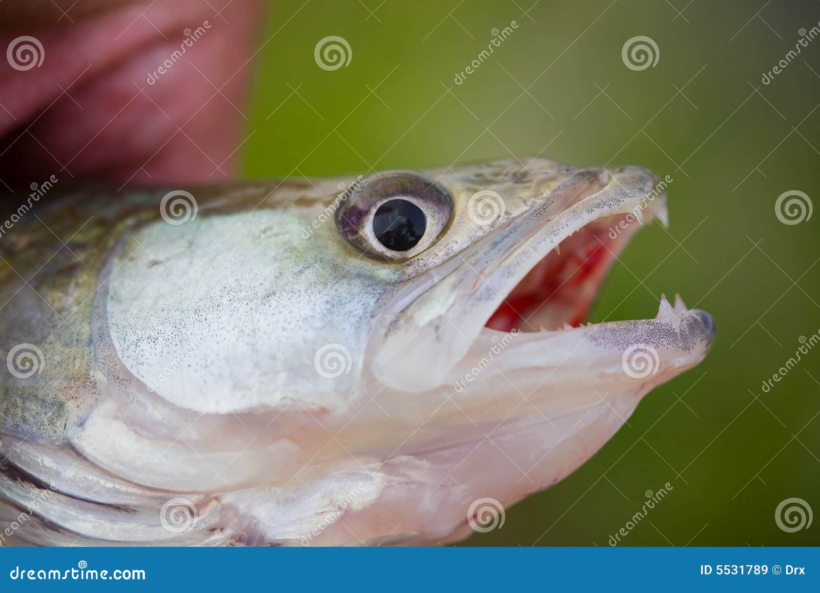Fish eye closeup stock image. Image of eating, freshwater 5531789