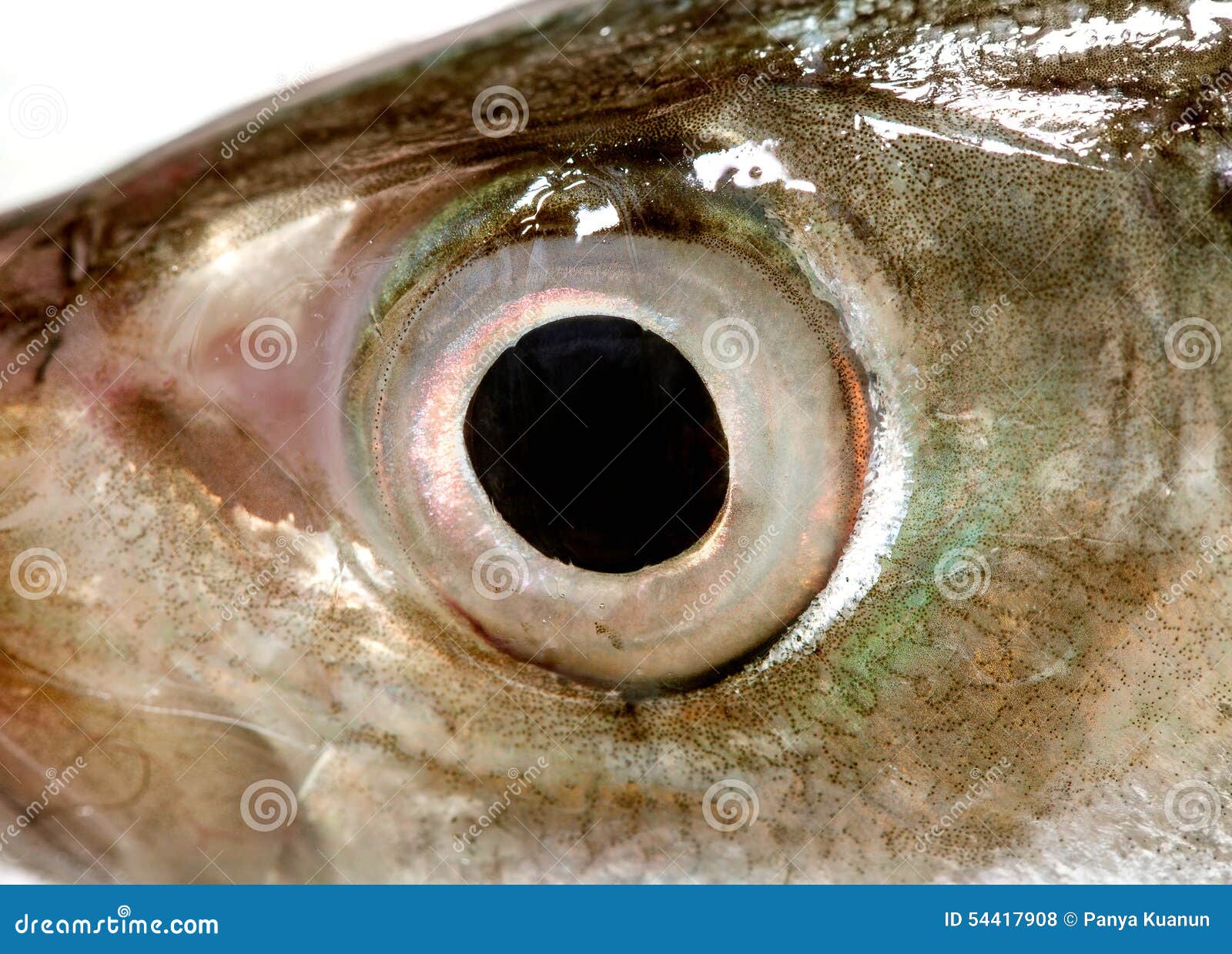 Fish Eye Mackerel ,CloseUp Stock Photo Image 54417908