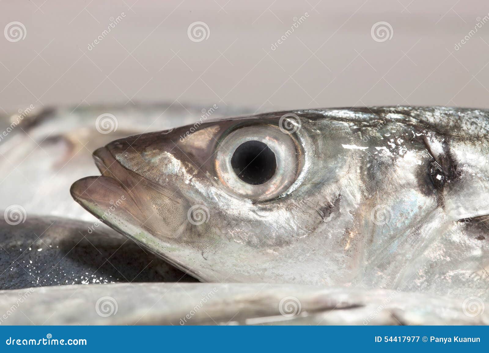 Fish Eye Mackerel ,CloseUp Stock Image Image of animal, closeup