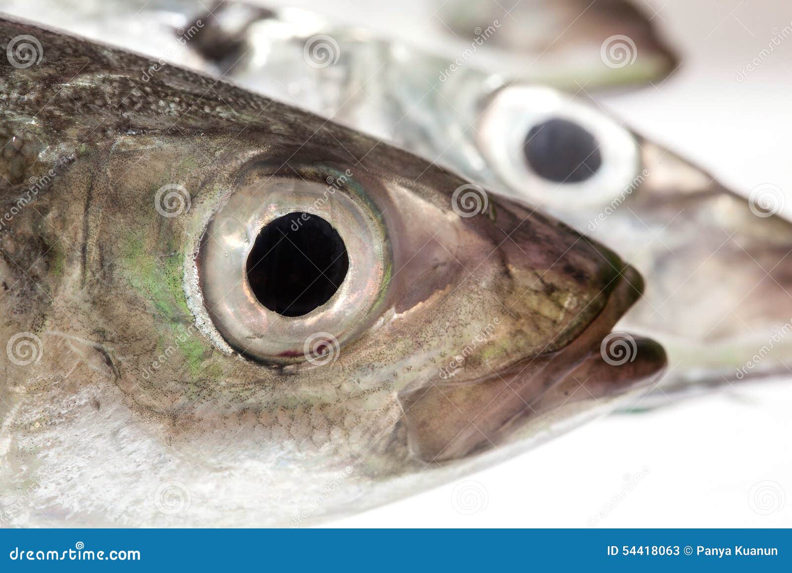 Fish Eye Mackerel ,CloseUp Stock Image Image of closeup, horizontal