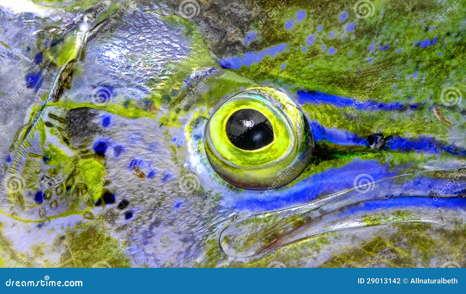 Fish eye of mahimahi stock photo. Image of isolated 29013142