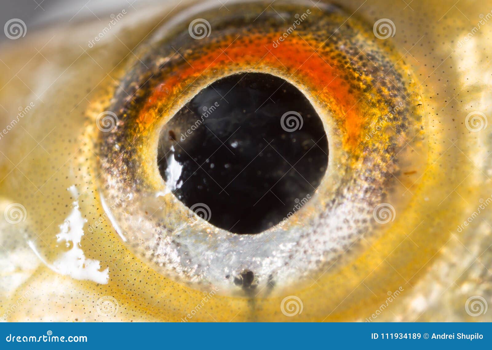 22 997 Fish Eyes Photos Free Royalty Free Stock Photos From Dreamstime
