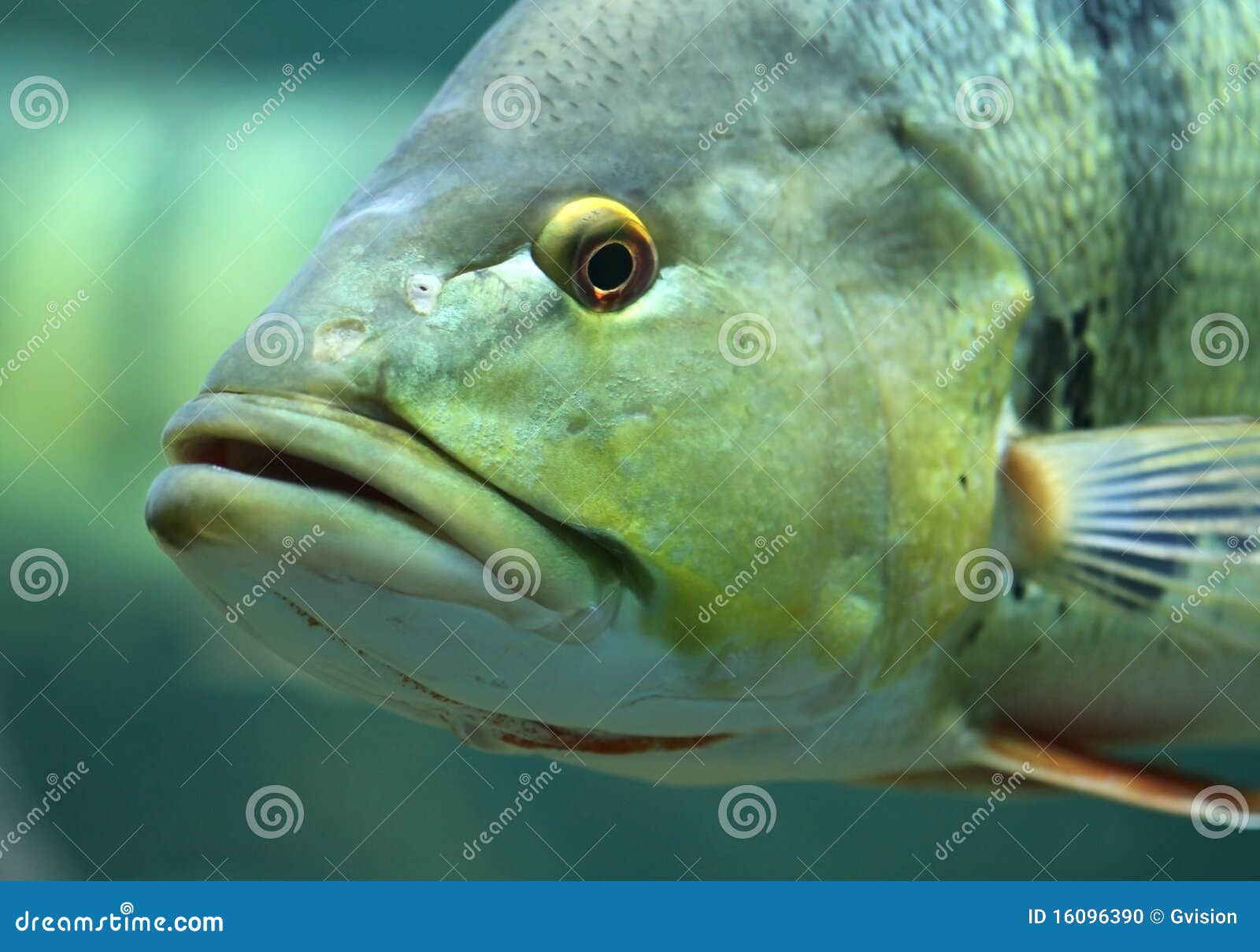 Fish Face stock photo. Image of mouth, detail, aquarium - 16096390