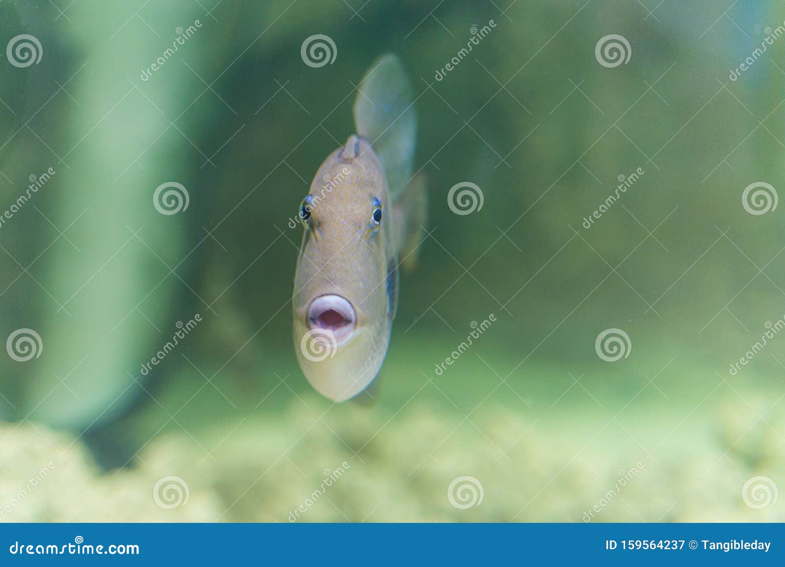 Fish Face Front View Straight on Stock Image - Image of light, scale:  159564237