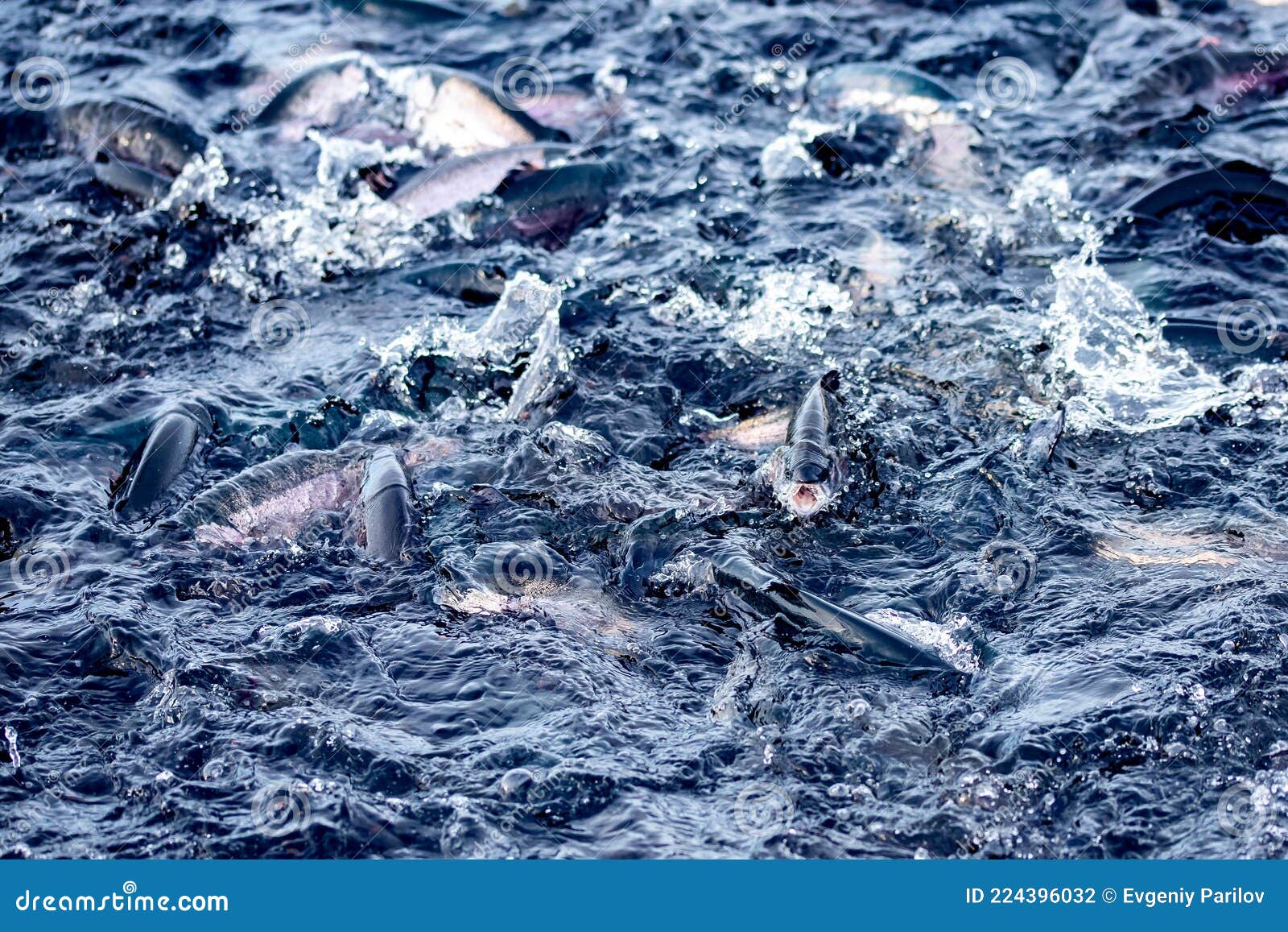 Fish Farm for Breeding for Rainbow Trout and Salmon Fry in Net Cages ...